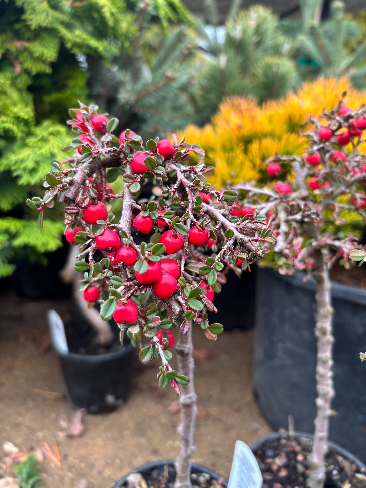 ‘Strieb’s Findling’ Cotoneaster