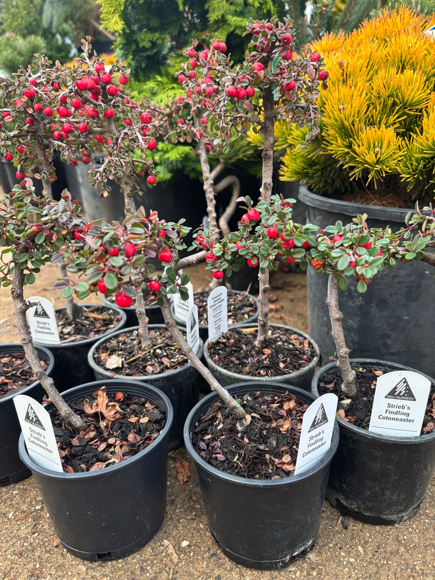 ‘Strieb’s Findling’ Cotoneaster