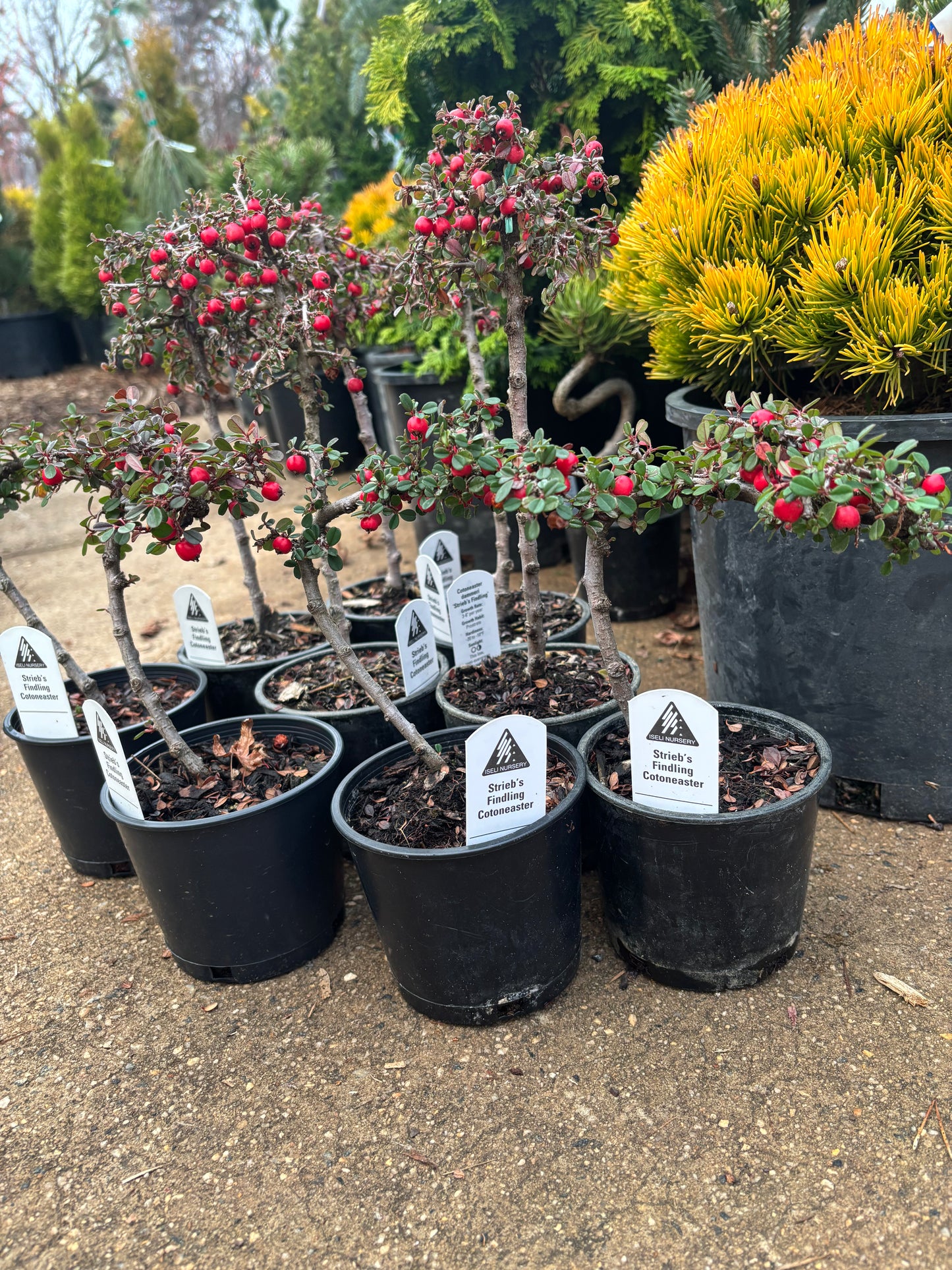 ‘Strieb’s Findling’ Cotoneaster