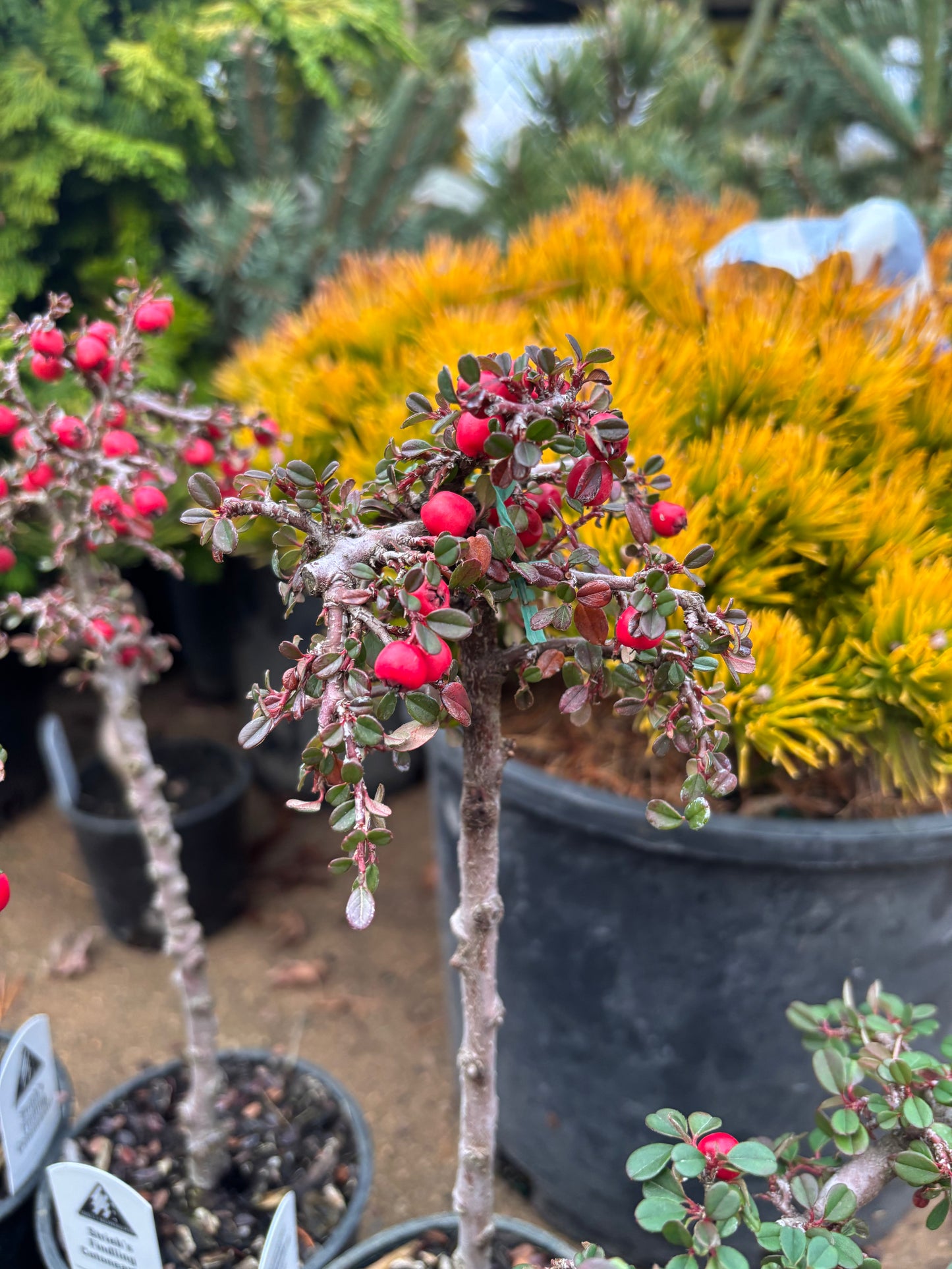 ‘Strieb’s Findling’ Cotoneaster