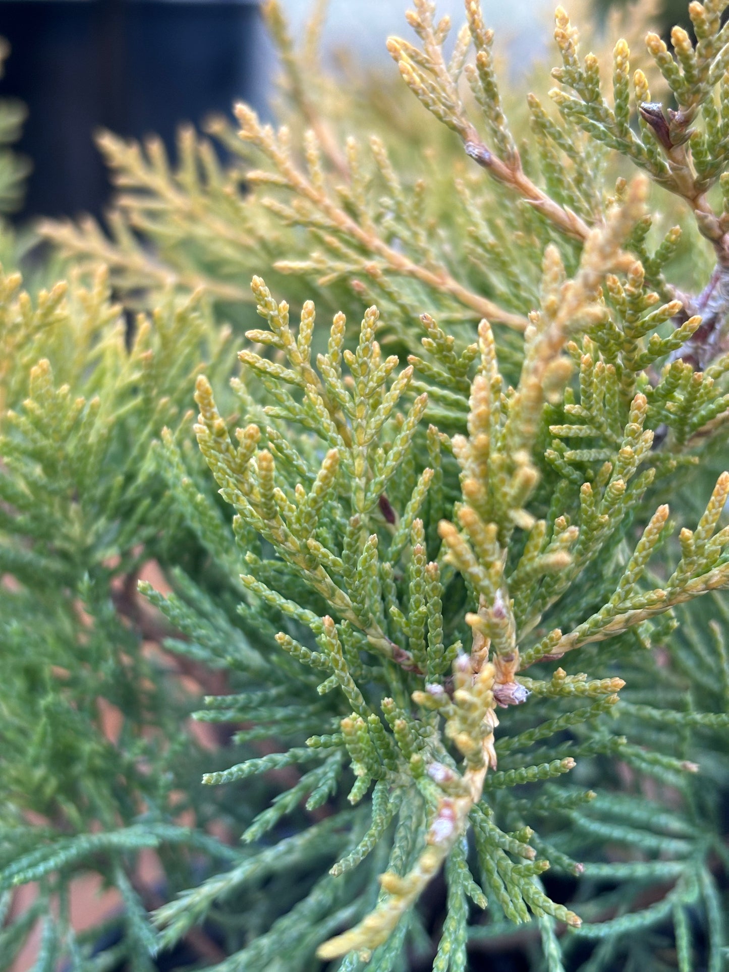 Golden Joy Juniper