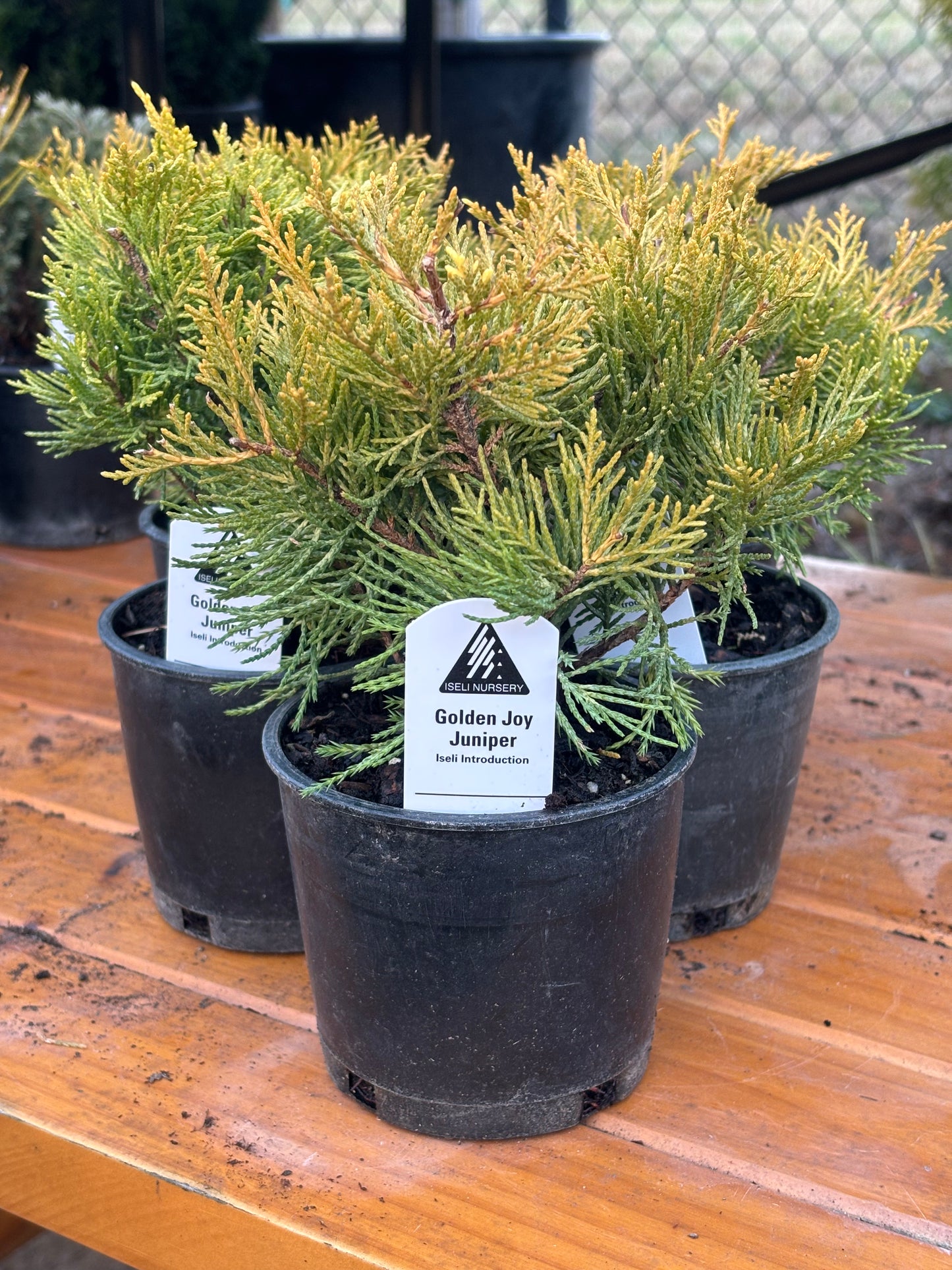 Golden Joy Juniper