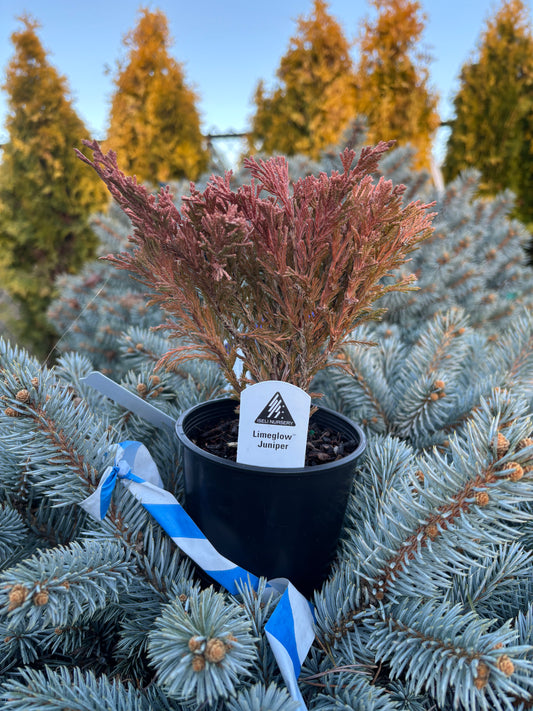 Juniperus horizontalis Limeglow™