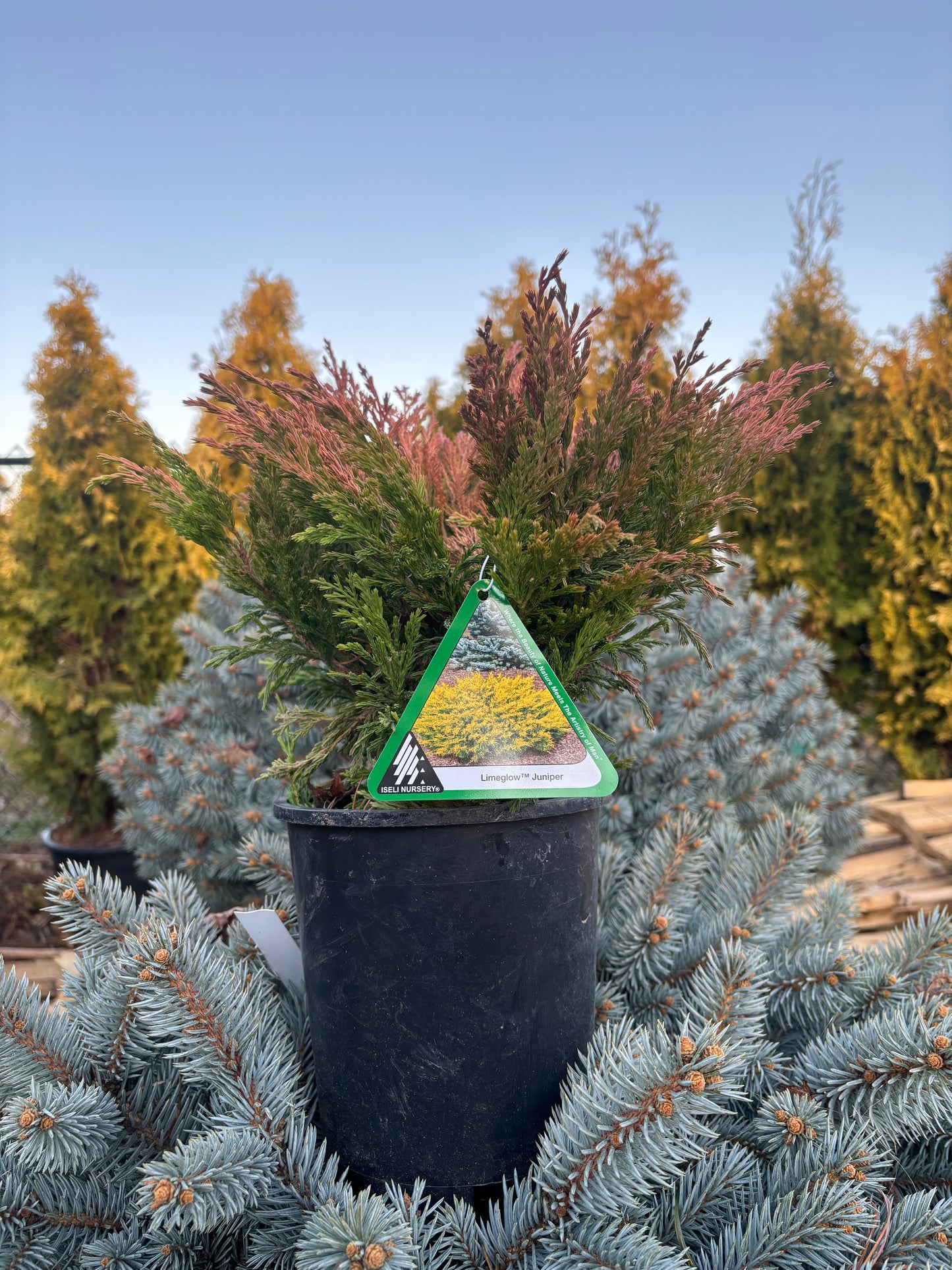 Juniperus horizontalis Limeglow™