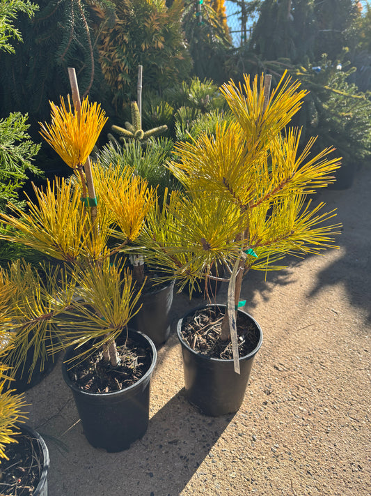 Pinus densiflora ‘Aurea’