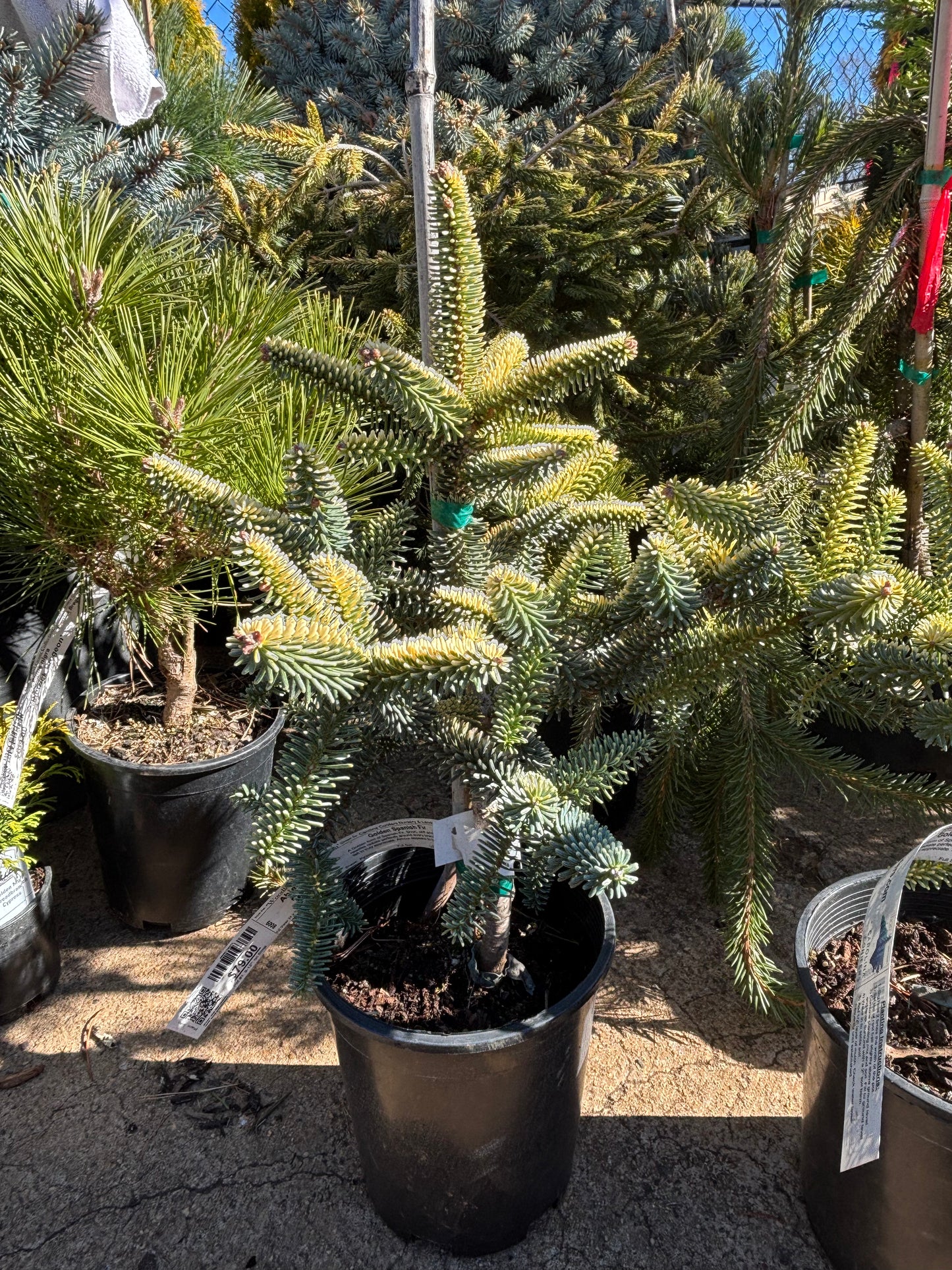 Abies pinsapo ‘Aurea’ Golden Spanish Fir