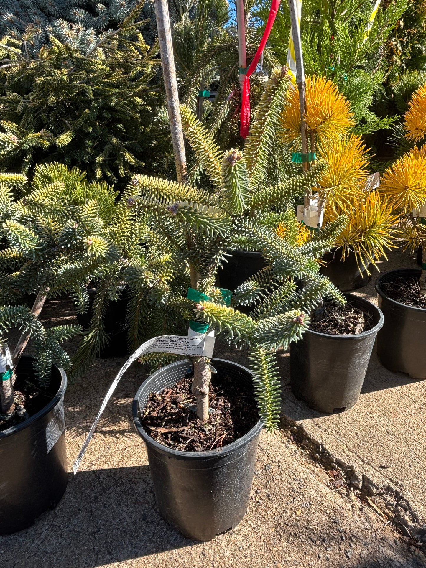 Abies pinsapo ‘Aurea’ Golden Spanish Fir