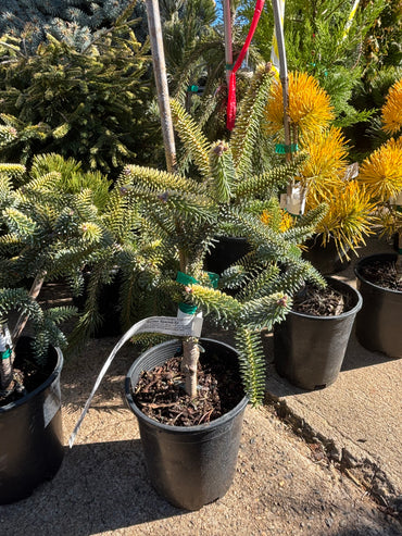 Abies pinsapo ‘Aurea’ Golden Spanish Fir