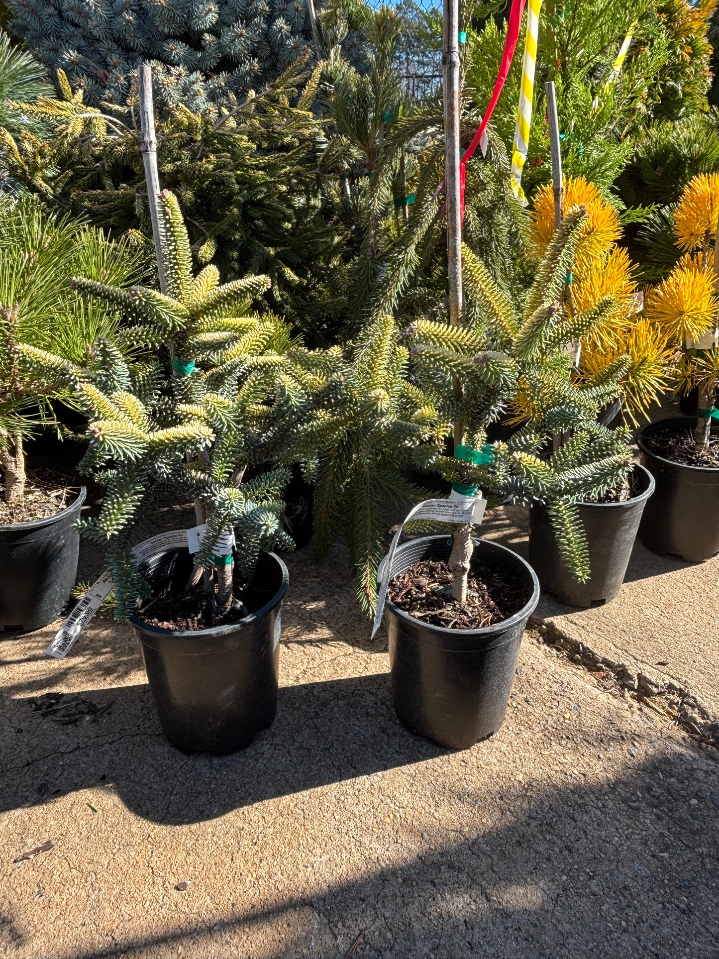 Abies pinsapo ‘Aurea’ Golden Spanish Fir
