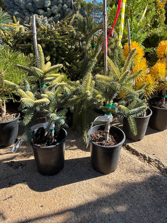 Abies pinsapo ‘Aurea’ Golden Spanish Fir