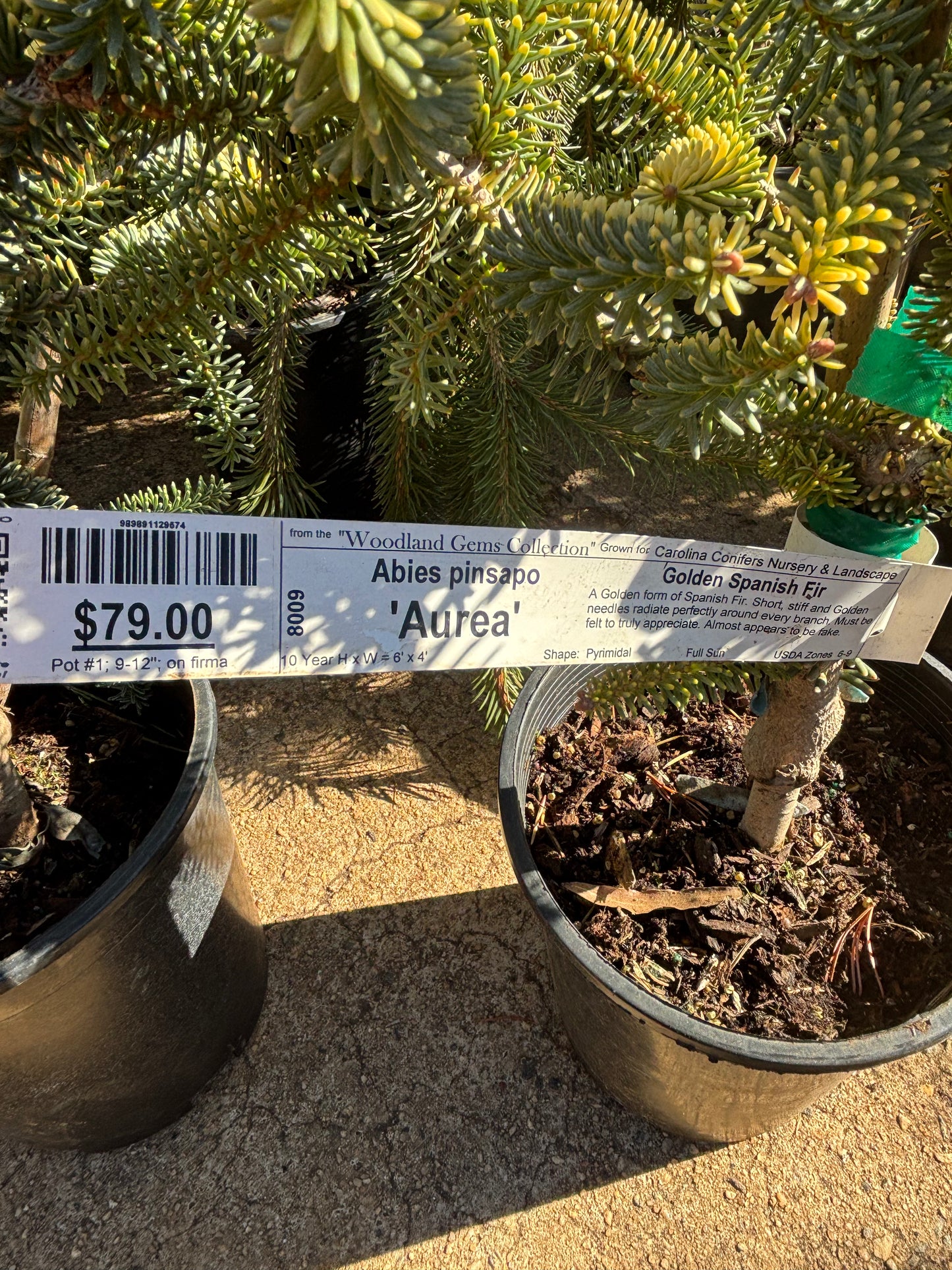 Abies pinsapo ‘Aurea’ Golden Spanish Fir