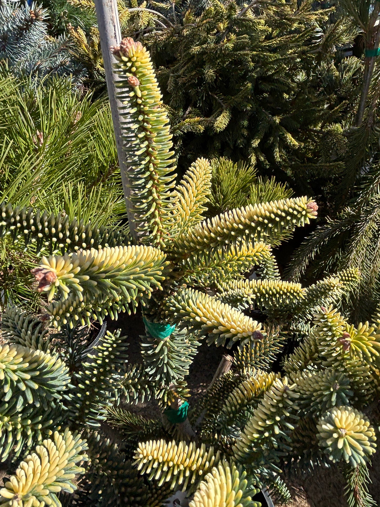 Abies pinsapo ‘Aurea’ Golden Spanish Fir