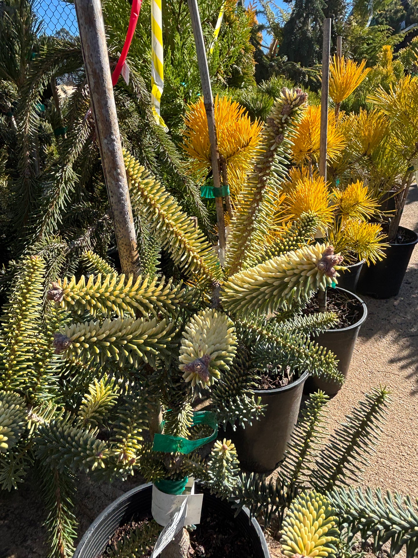 Abies pinsapo ‘Aurea’ Golden Spanish Fir