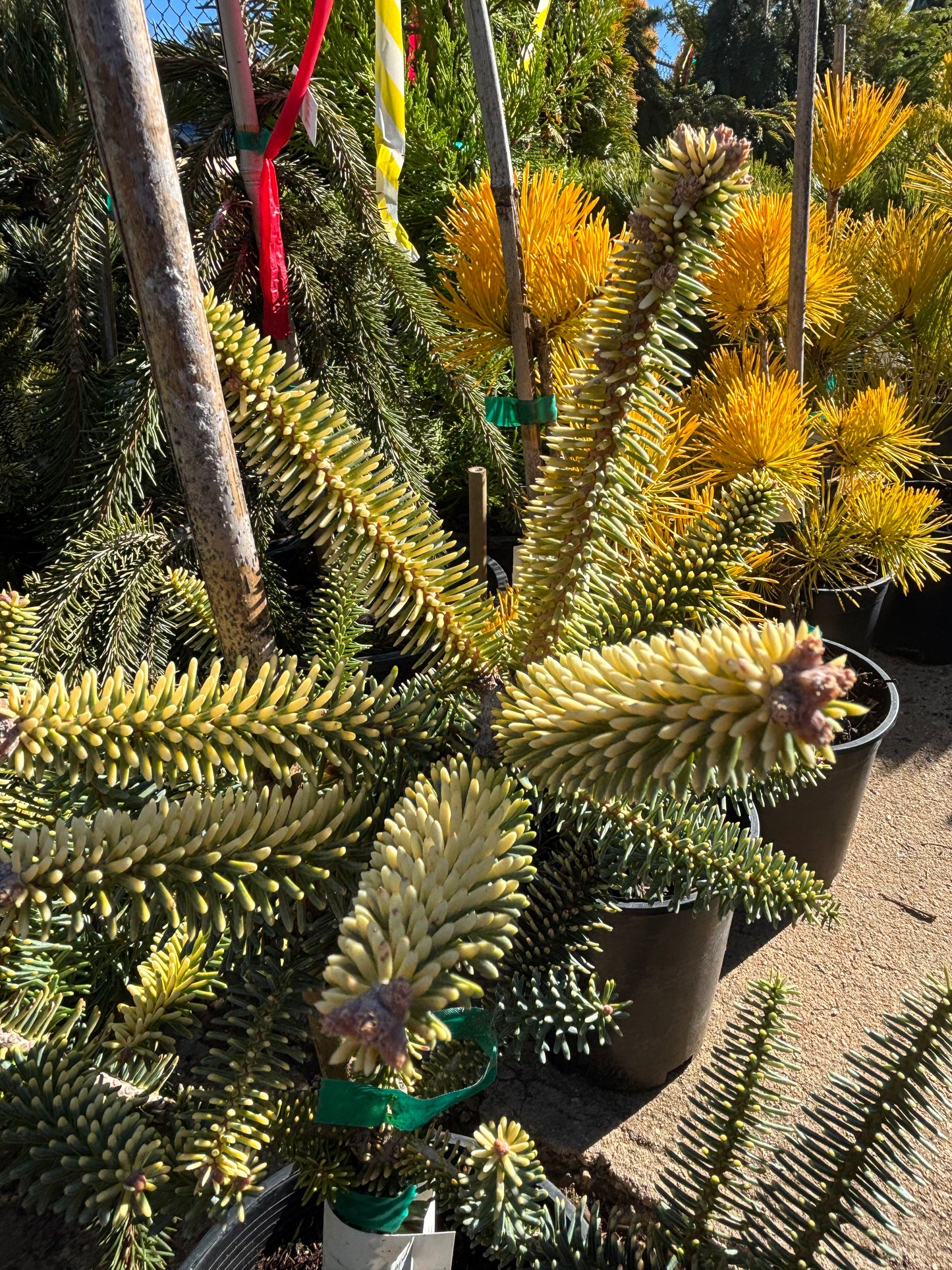 Abies pinsapo ‘Aurea’ Golden Spanish Fir