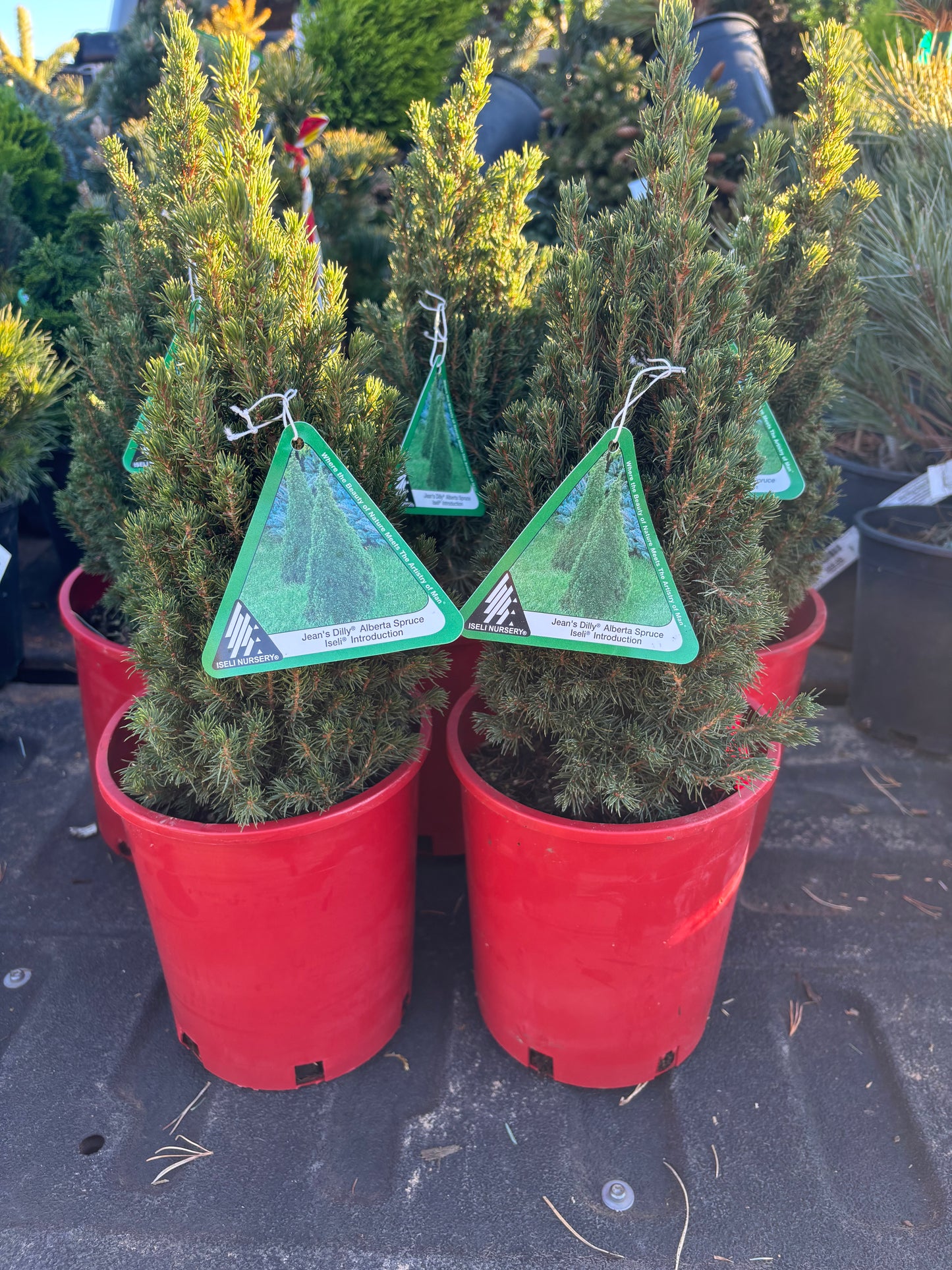 Picea Glauca ‘Jean’s Dilly’