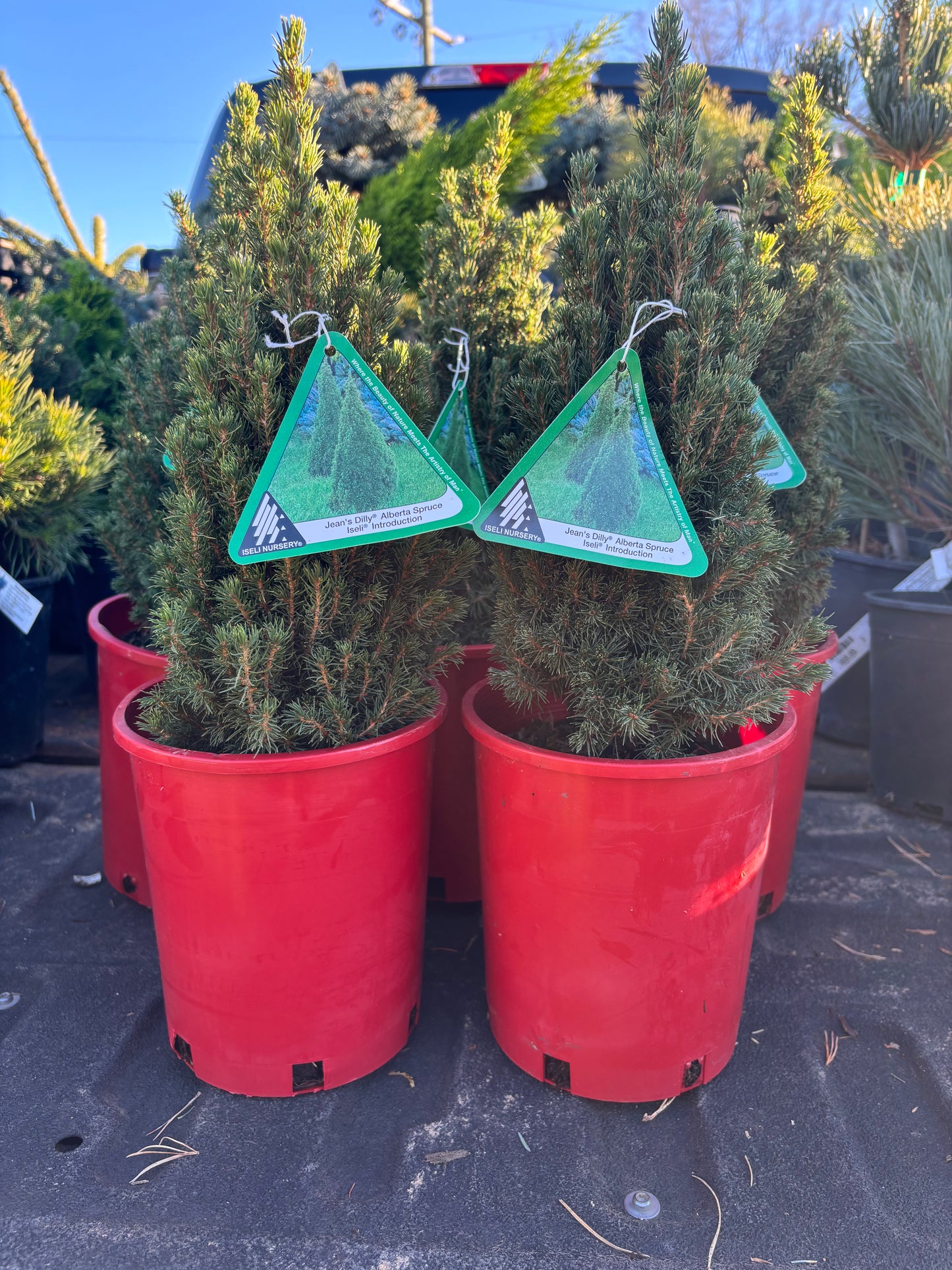 Picea Glauca ‘Jean’s Dilly’