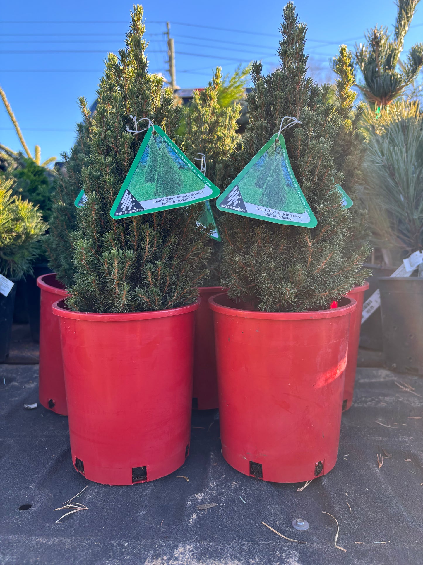 Picea Glauca ‘Jean’s Dilly’