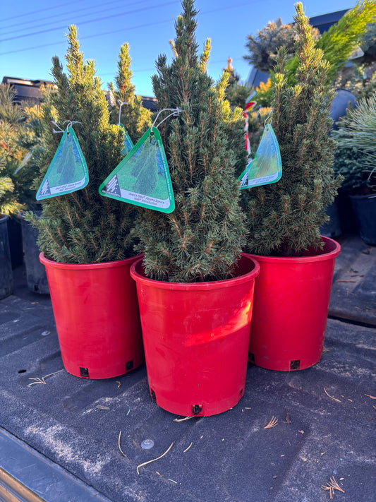 Picea Glauca ‘Jean’s Dilly’