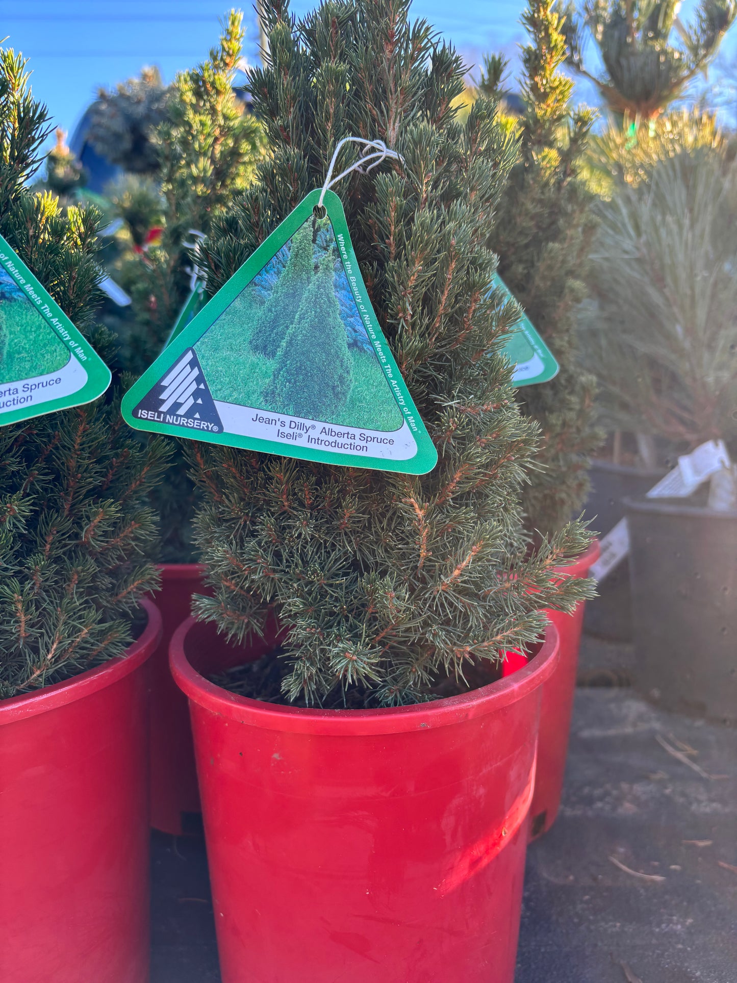 Picea Glauca ‘Jean’s Dilly’