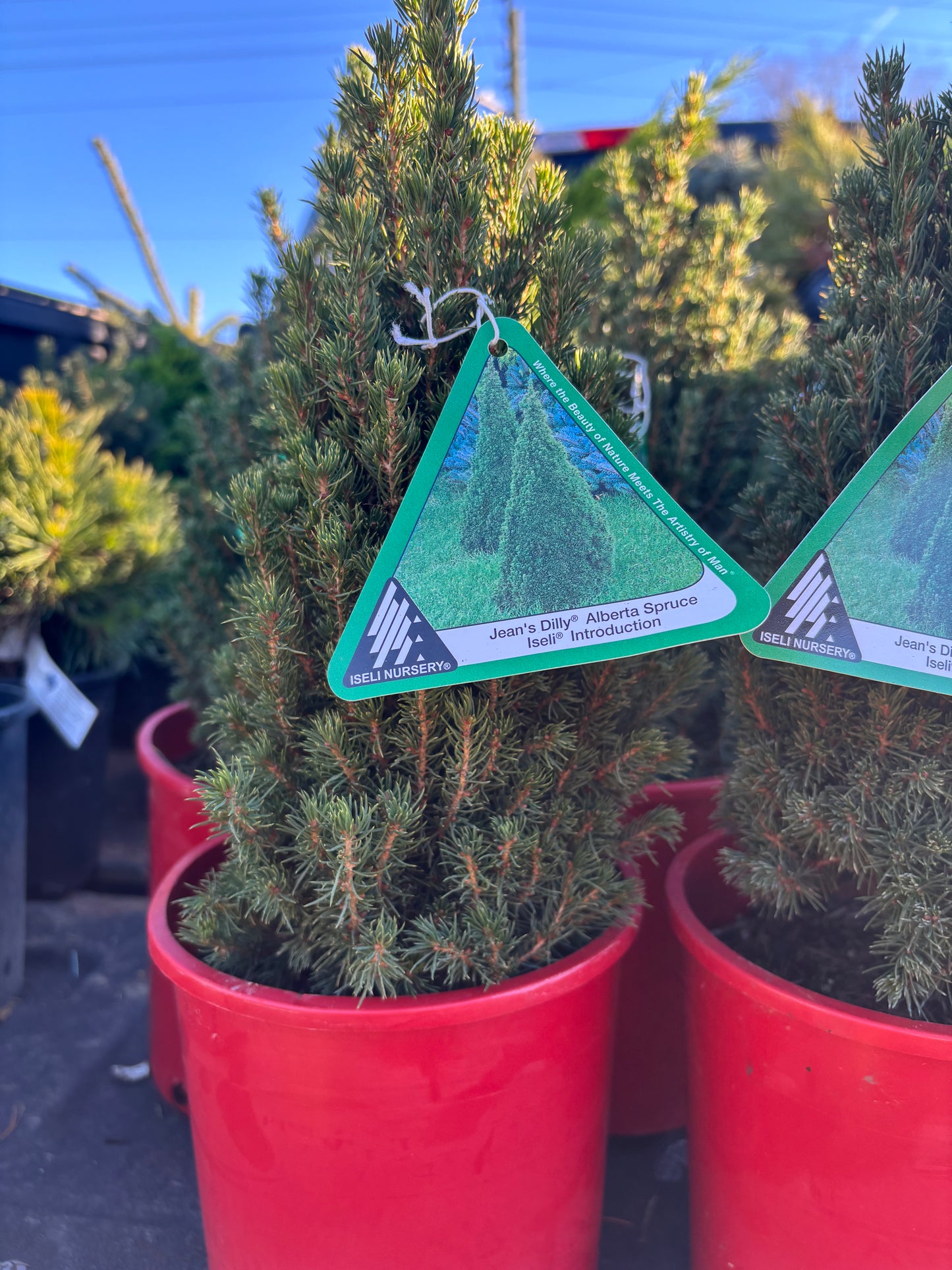 Picea Glauca ‘Jean’s Dilly’