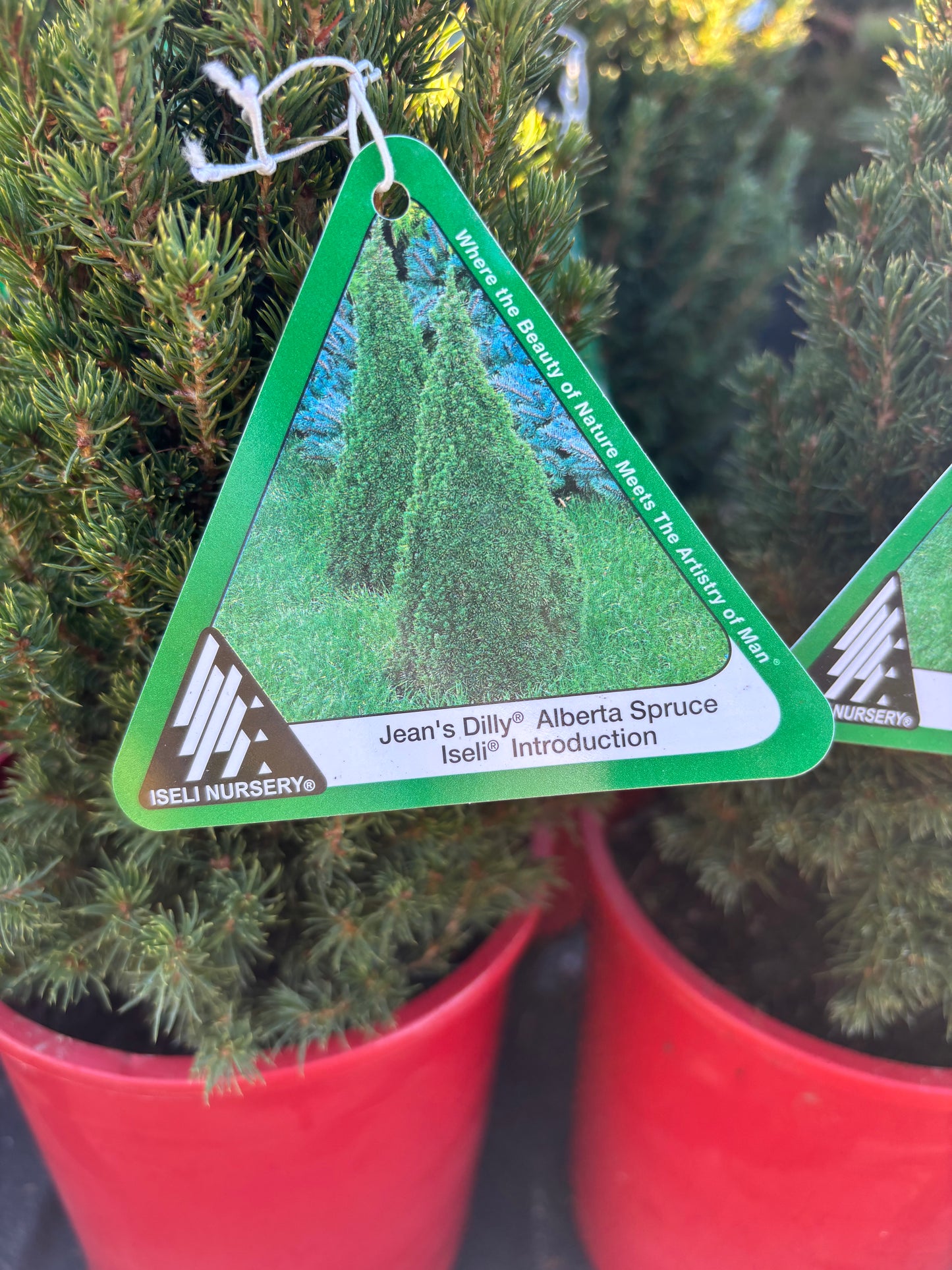 Picea Glauca ‘Jean’s Dilly’