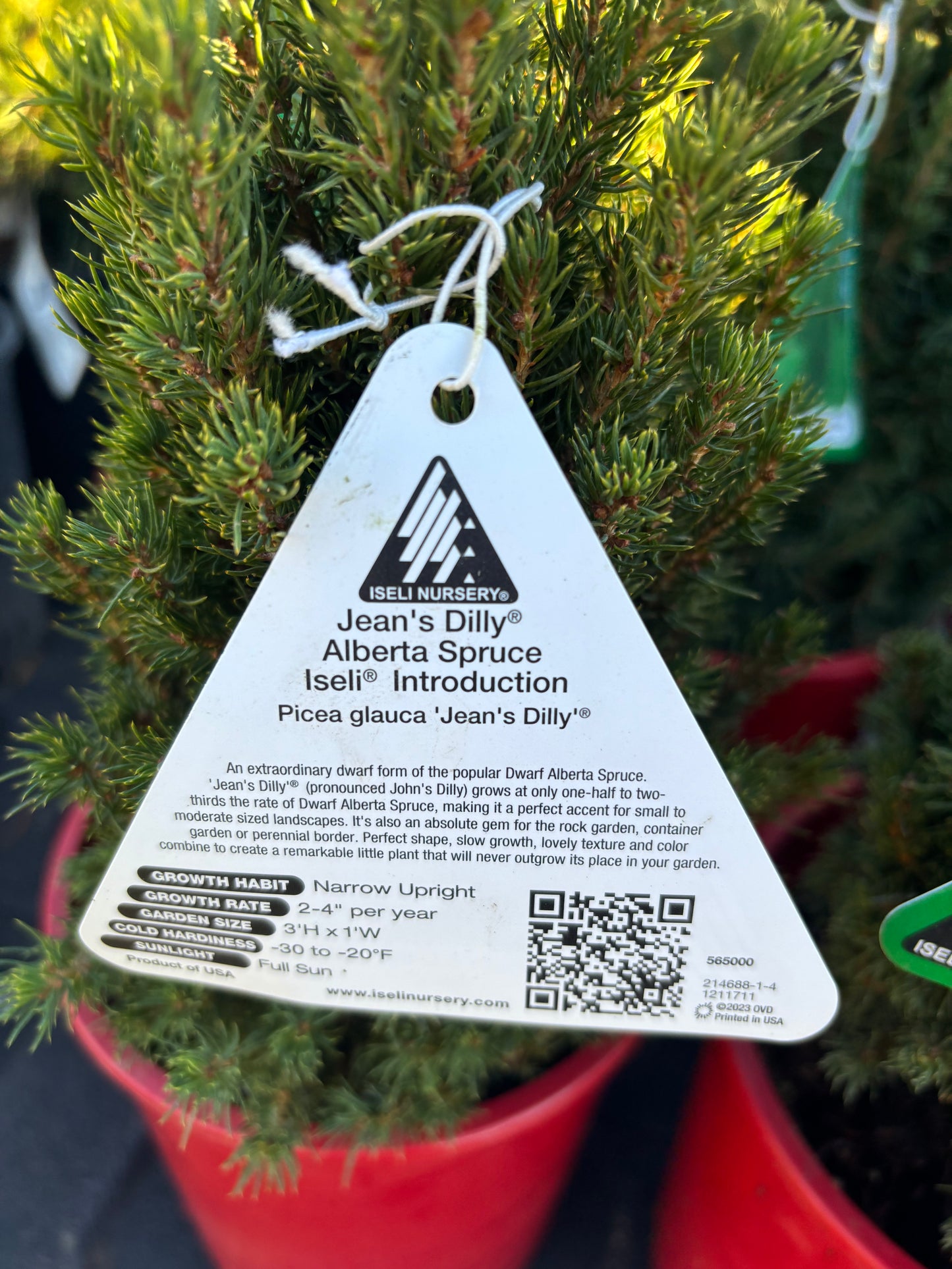 Picea Glauca ‘Jean’s Dilly’