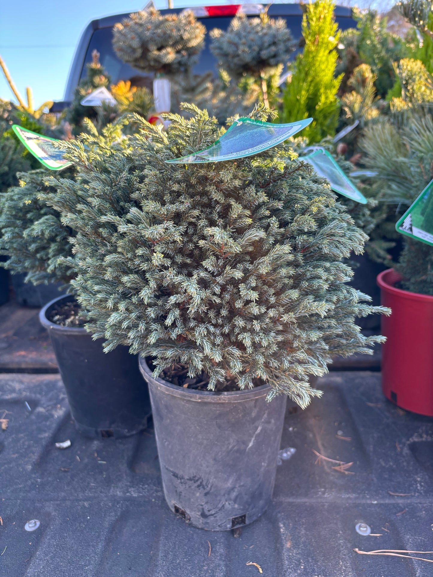 ‘Blue Moon’ Sawara Cypress