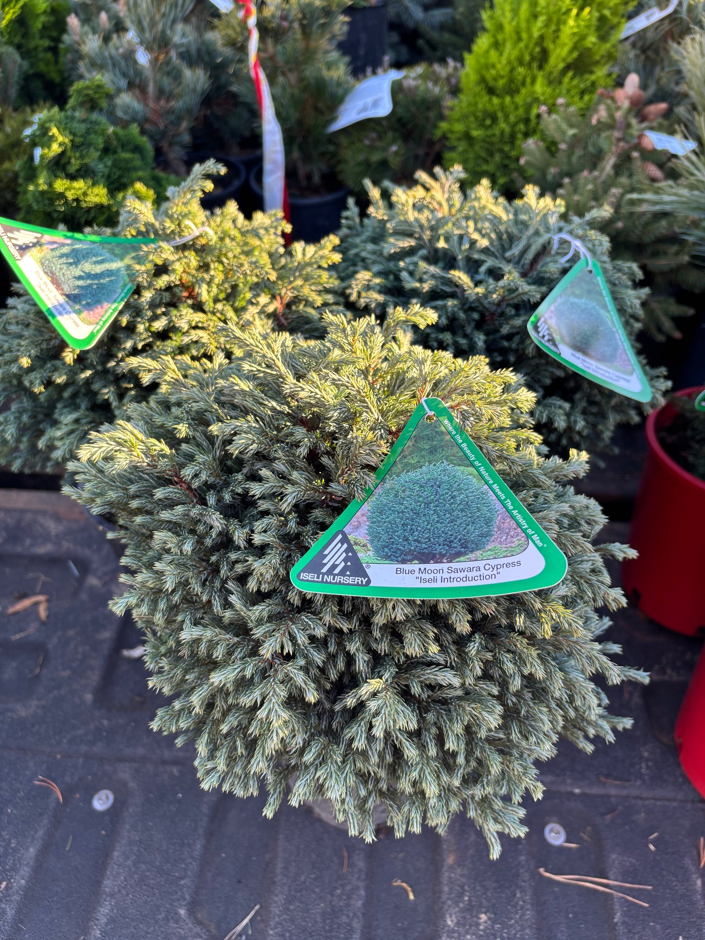 ‘Blue Moon’ Sawara Cypress