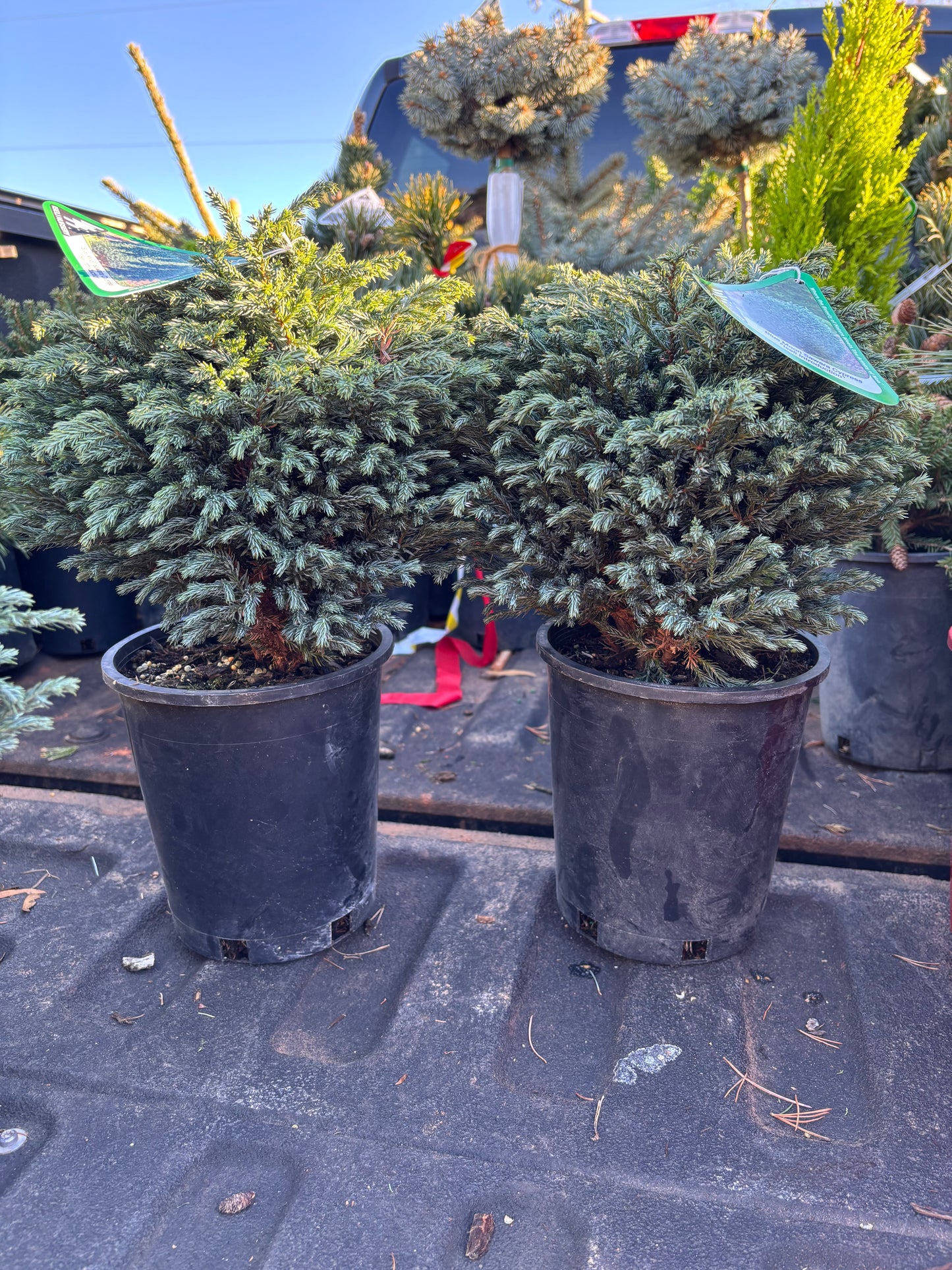 ‘Blue Moon’ Sawara Cypress