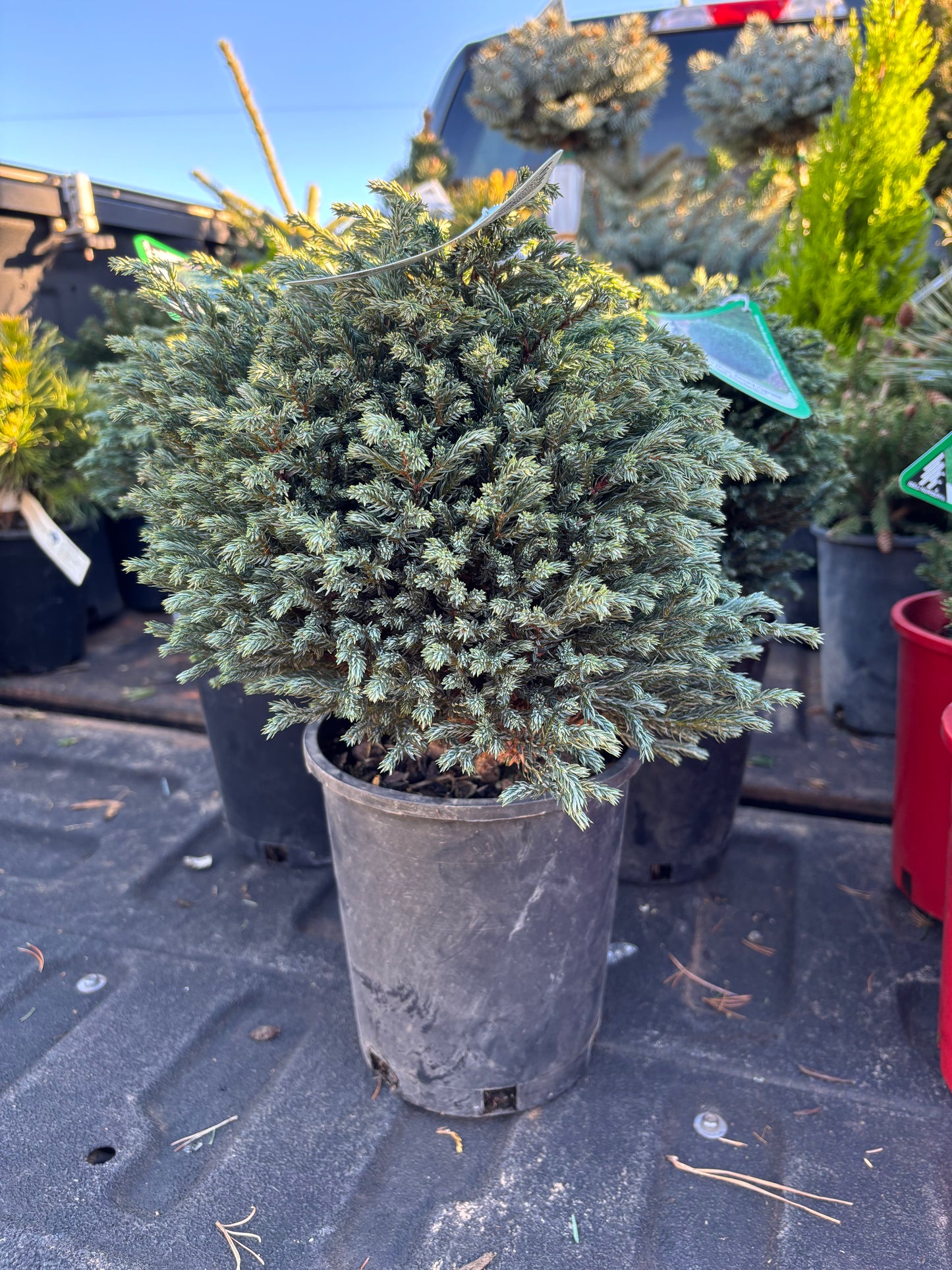 ‘Blue Moon’ Sawara Cypress
