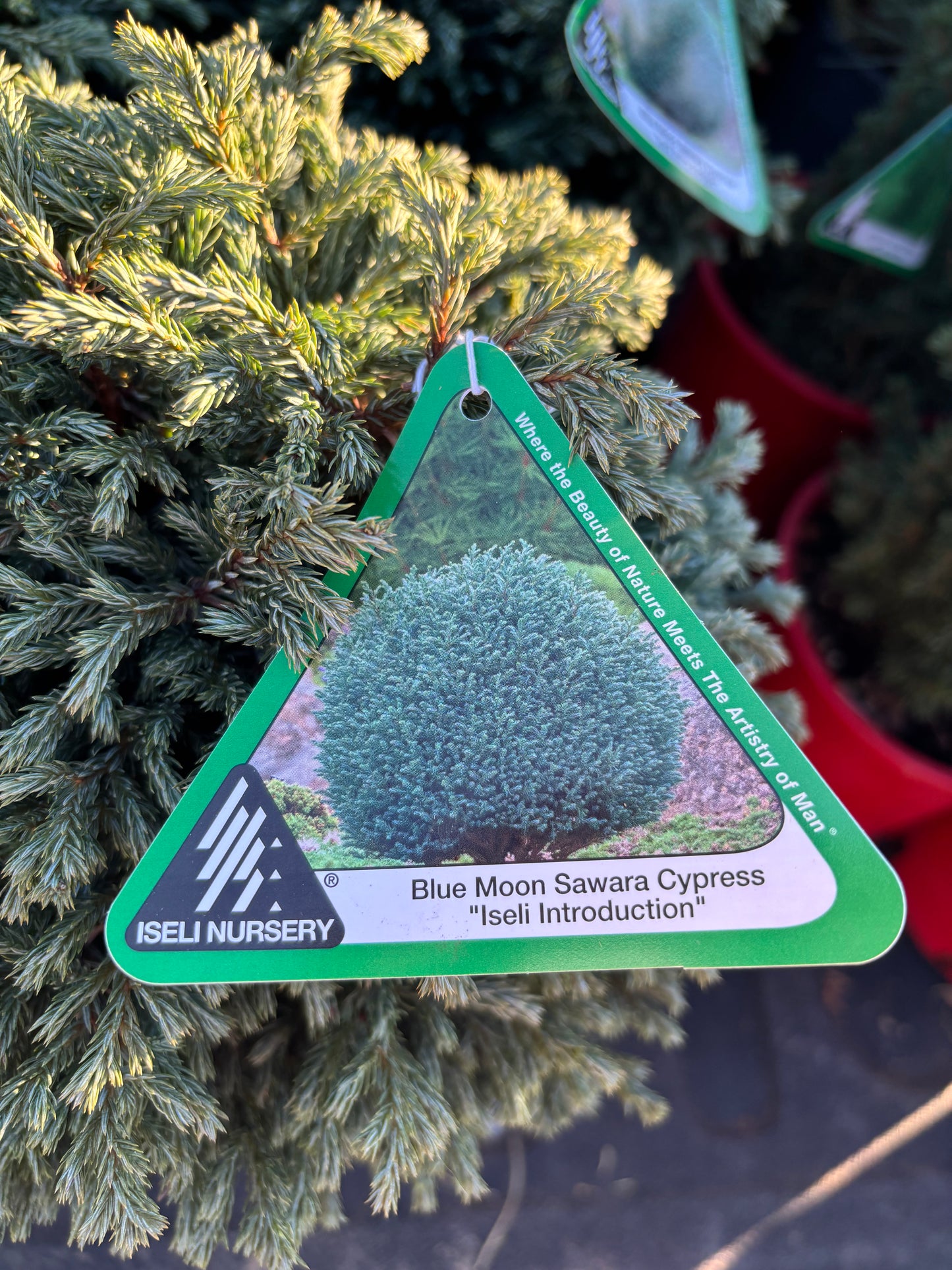 ‘Blue Moon’ Sawara Cypress