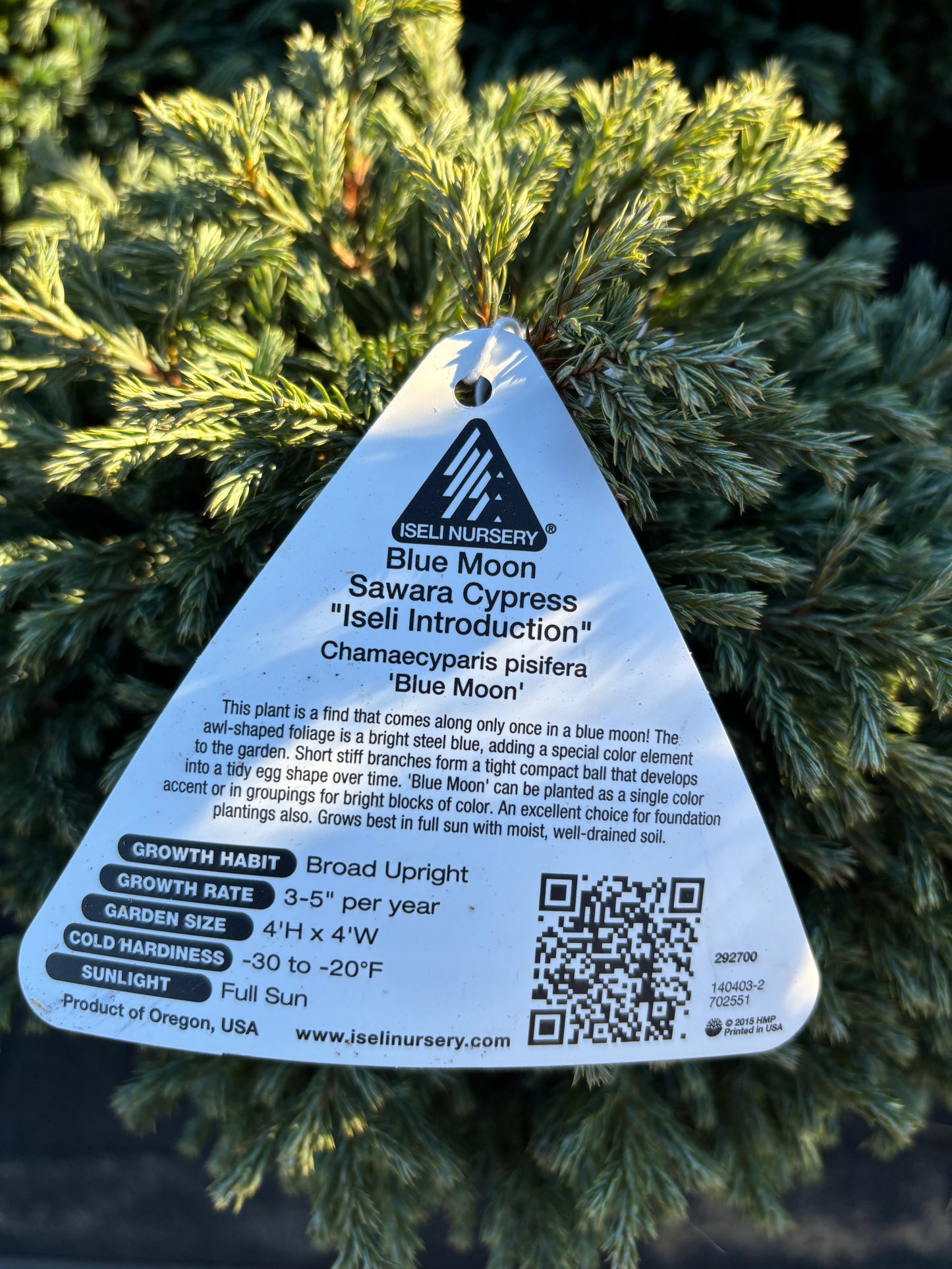 ‘Blue Moon’ Sawara Cypress