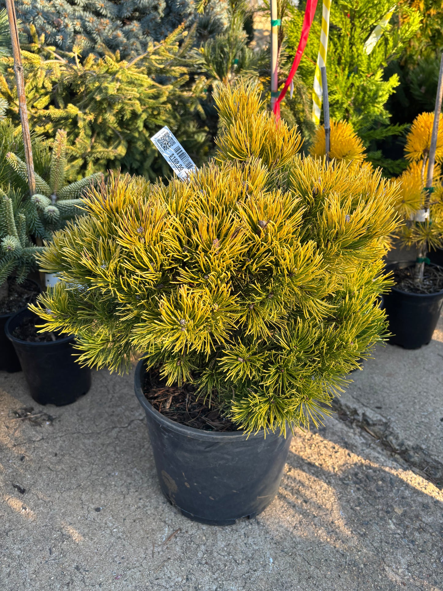 Pinus mugo ‘Thomas’ (Starkl)