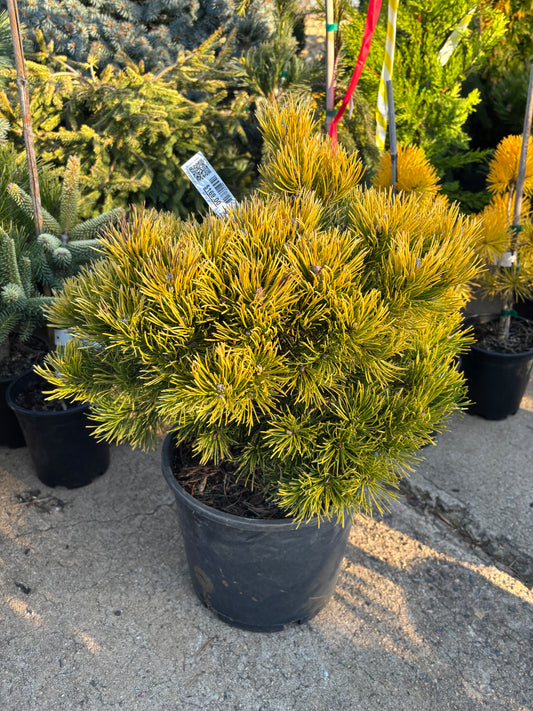 Pinus mugo ‘Thomas’ (Starkl)