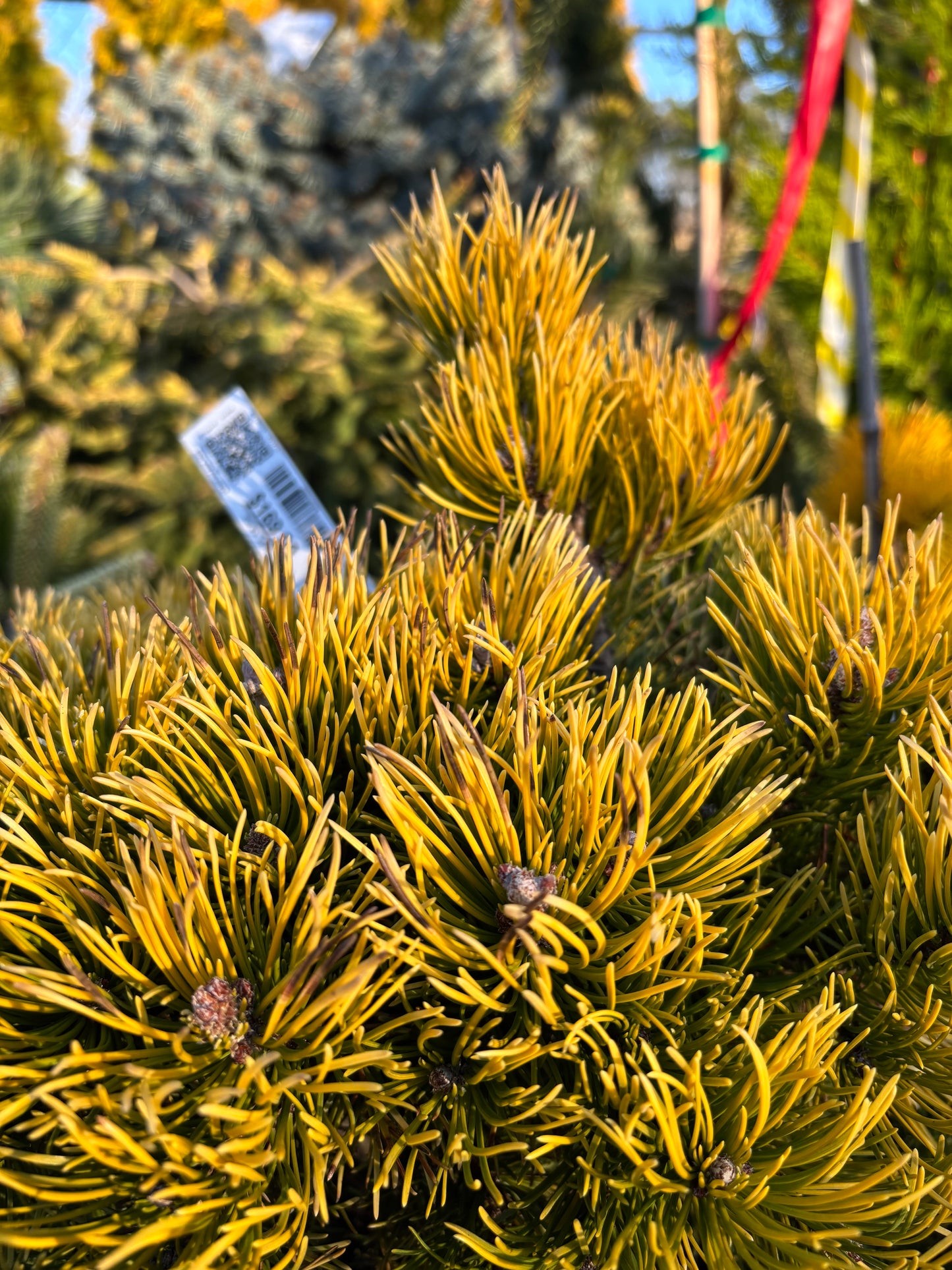 Pinus mugo ‘Thomas’ (Starkl)