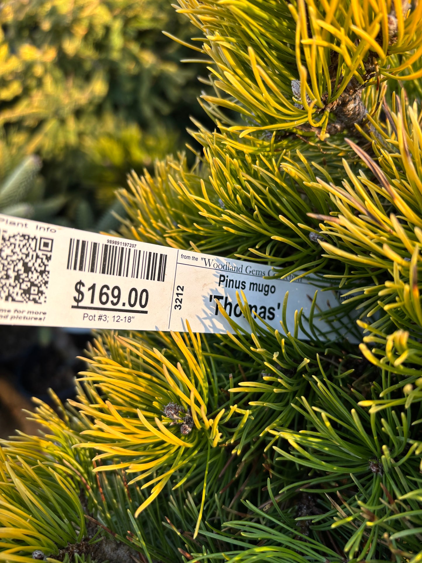 Pinus mugo ‘Thomas’ (Starkl)