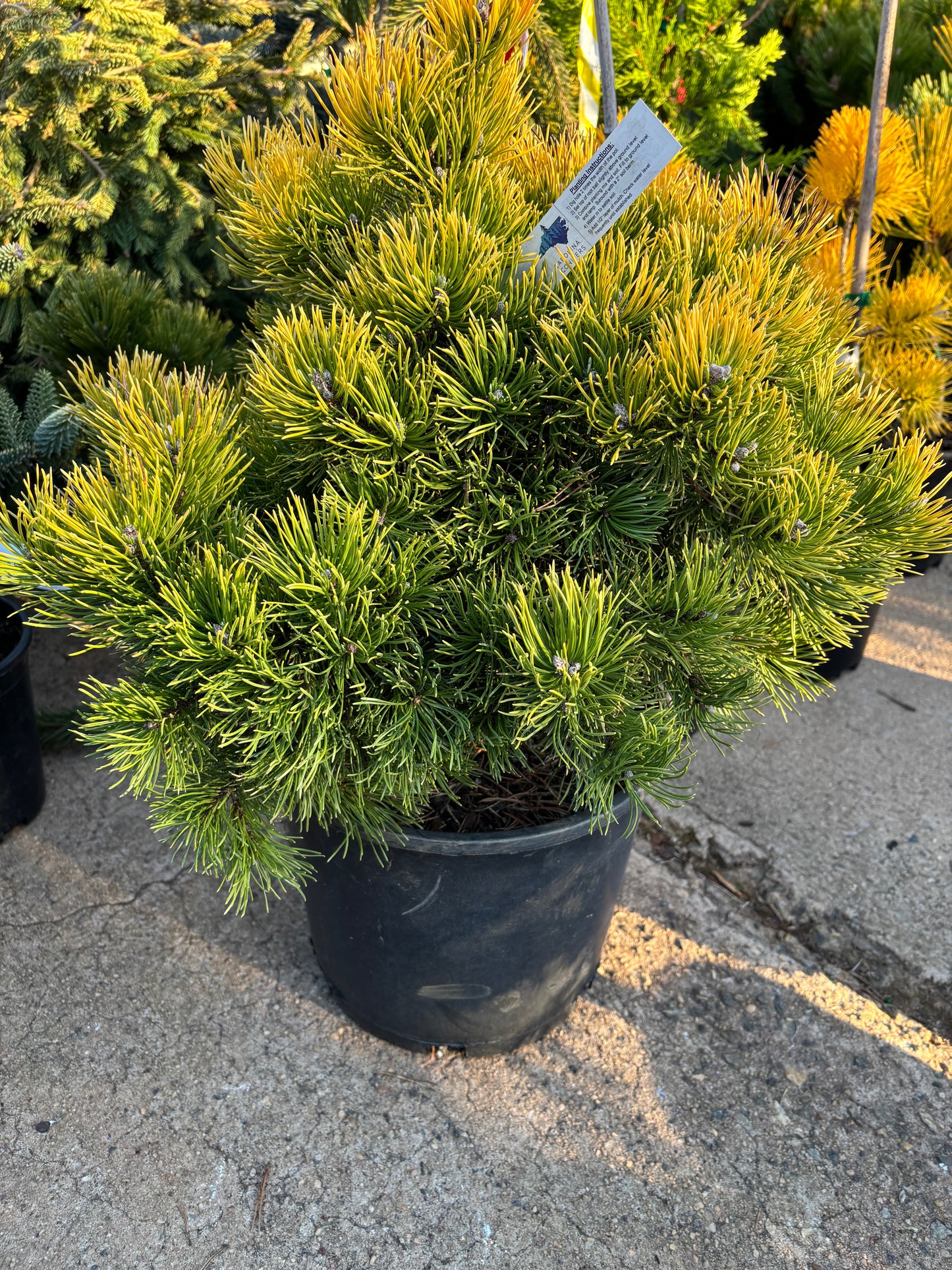 Pinus mugo ‘Thomas’ (Starkl)