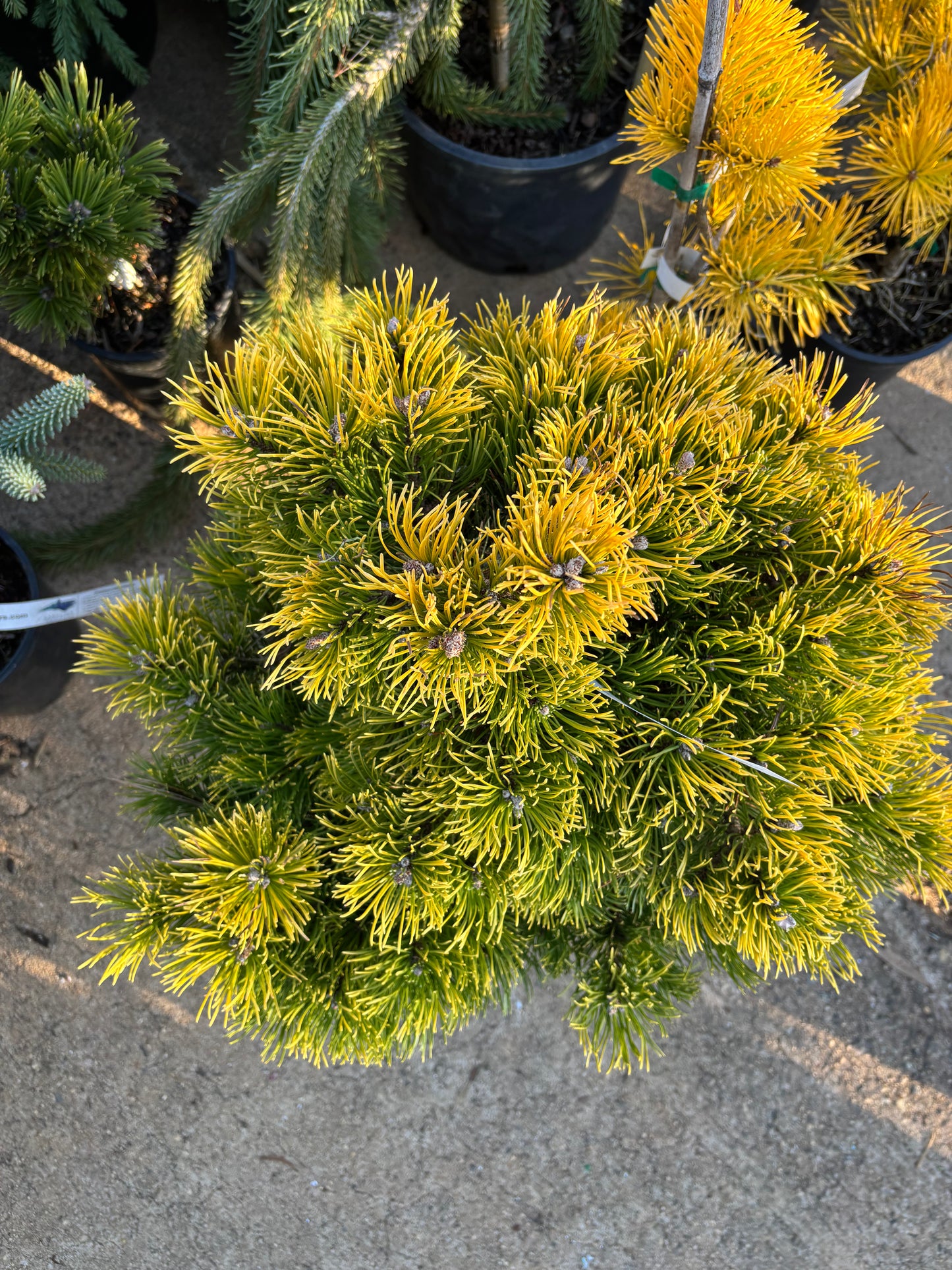 Pinus mugo ‘Thomas’ (Starkl)