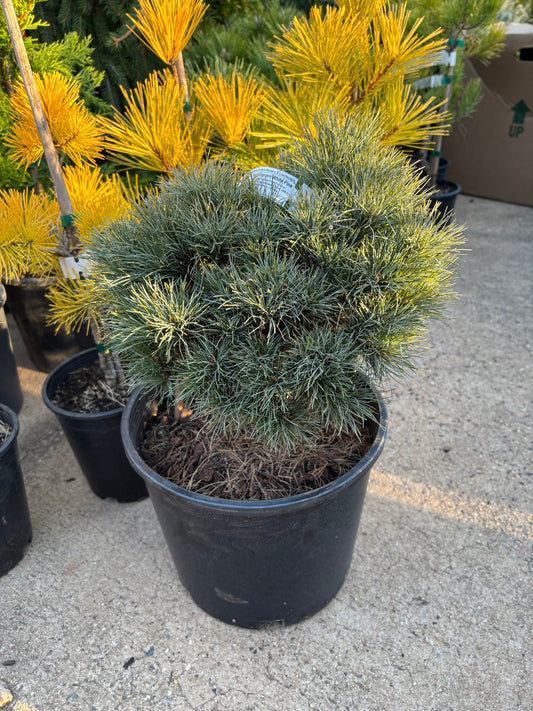Pinus strobus ‘Sea Urchin’
