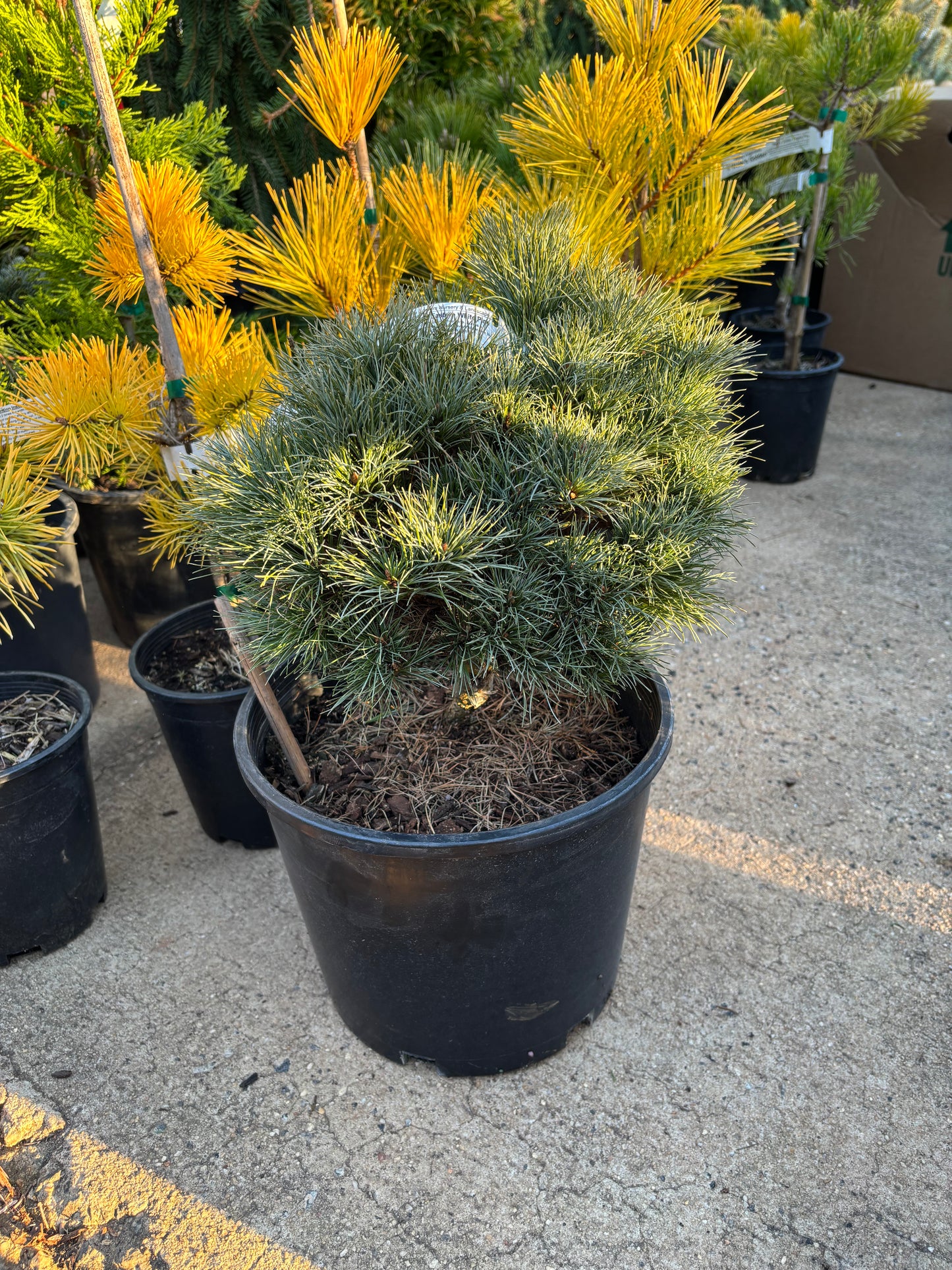 Pinus strobus ‘Sea Urchin’