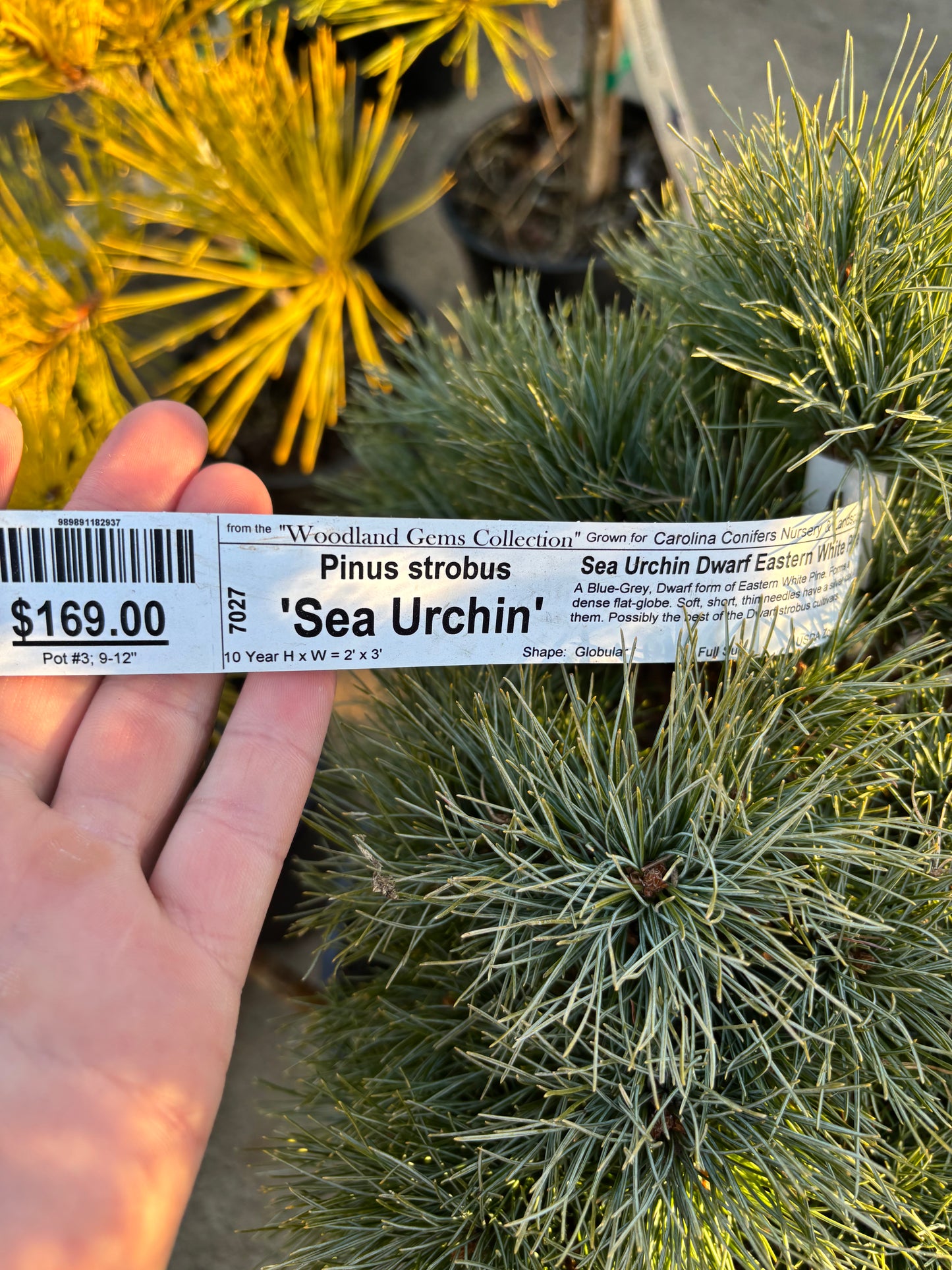 Pinus strobus ‘Sea Urchin’