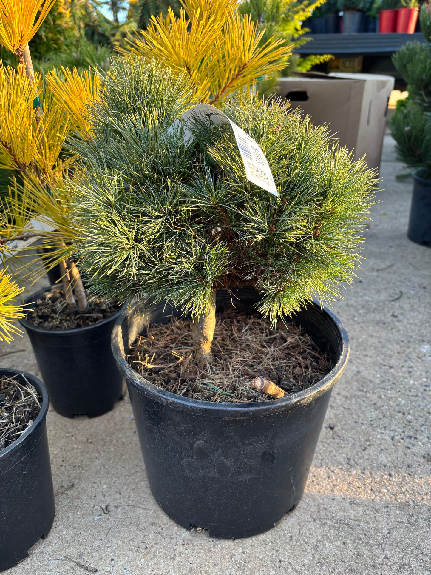 Pinus strobus ‘Sea Urchin’