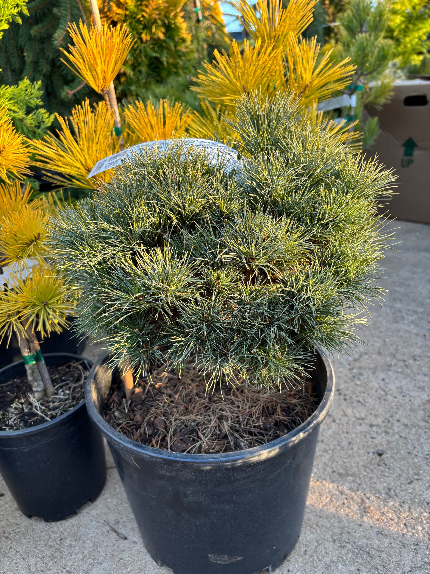 Pinus strobus ‘Sea Urchin’