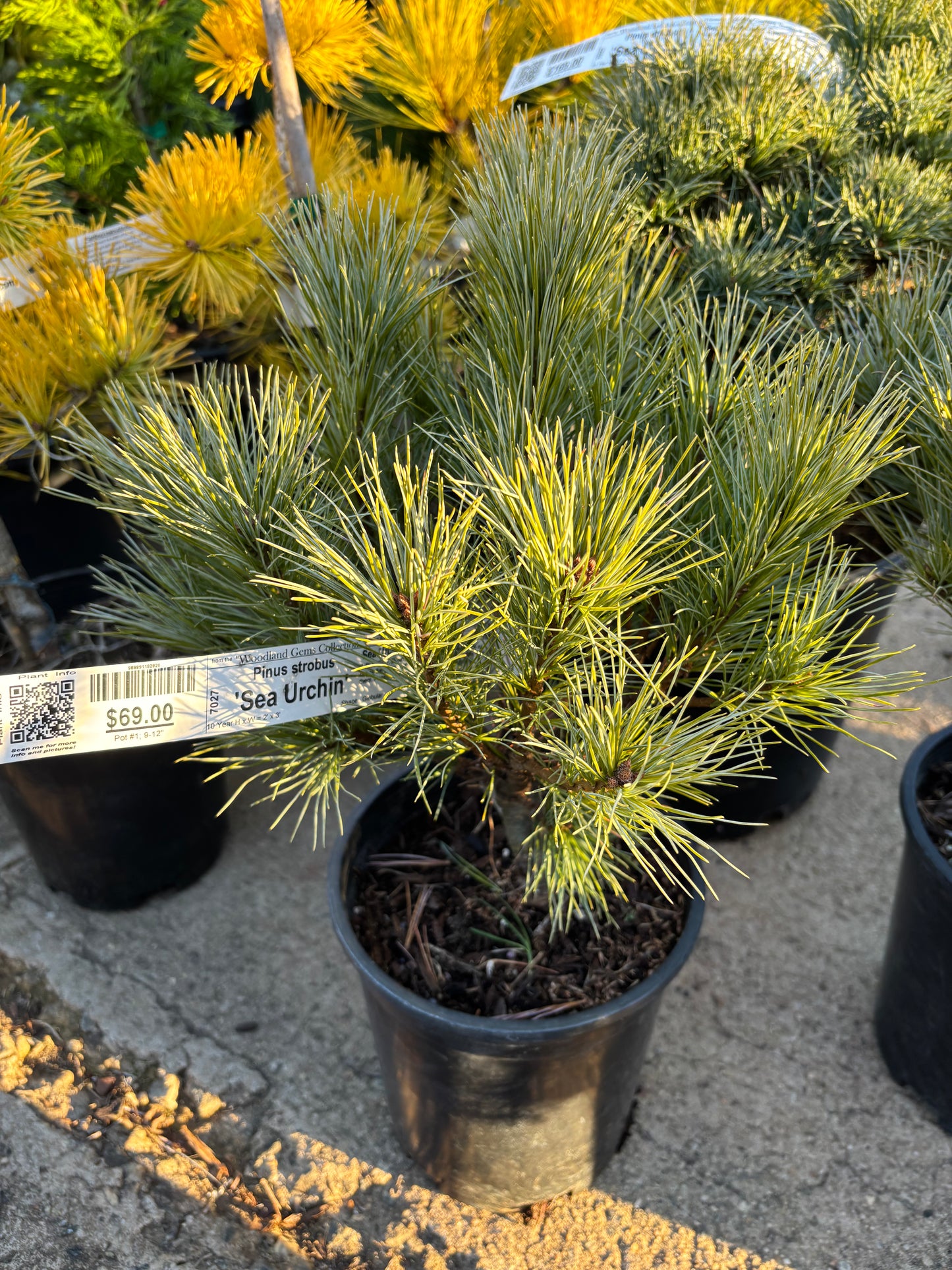 Pinus strobus ‘Sea Urchin’