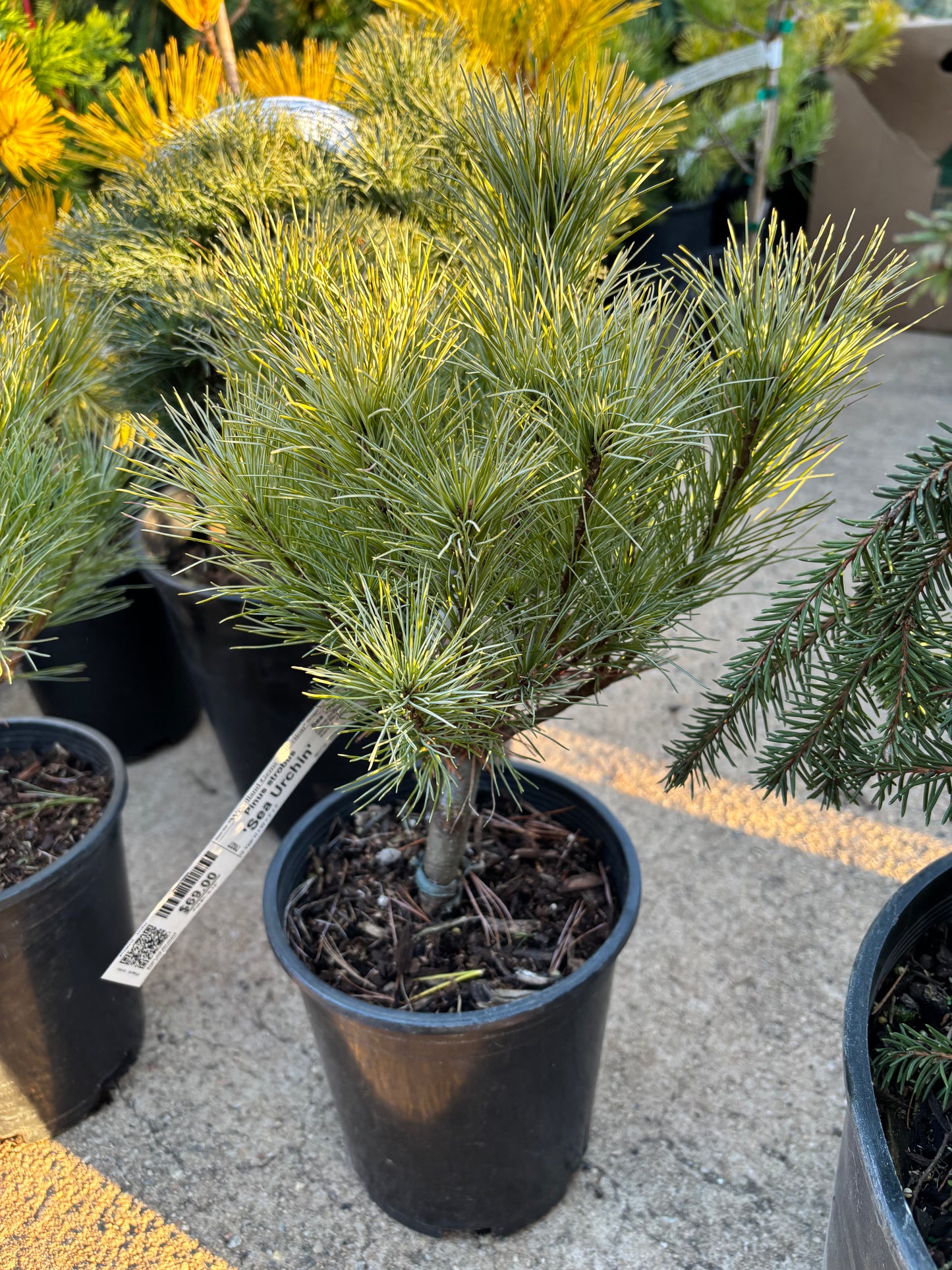 Pinus strobus ‘Sea Urchin’
