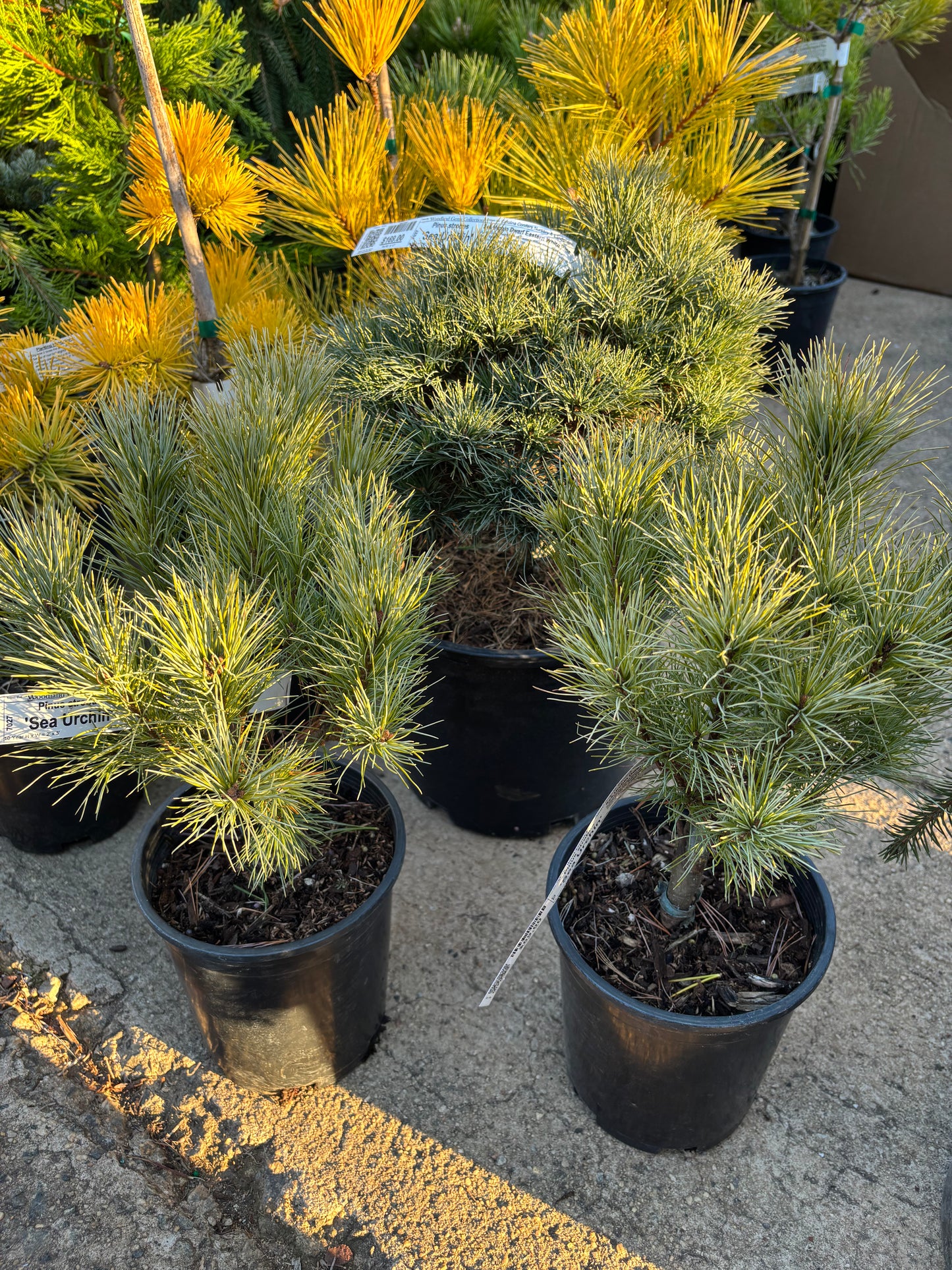 Pinus strobus ‘Sea Urchin’