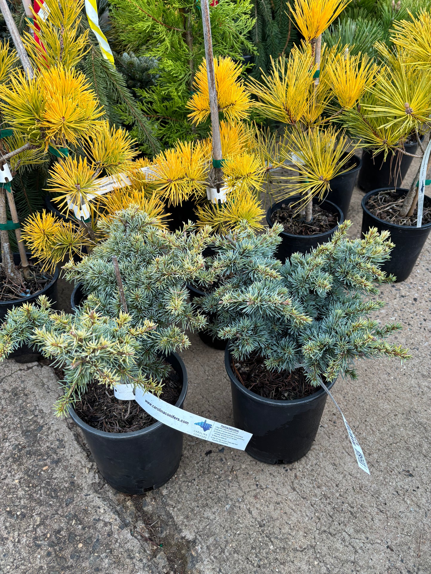 Cedrus atlantica ‘Sapphire Nymph’