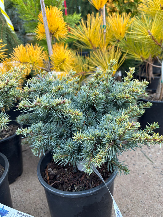 Cedrus atlantica ‘Sapphire Nymph’