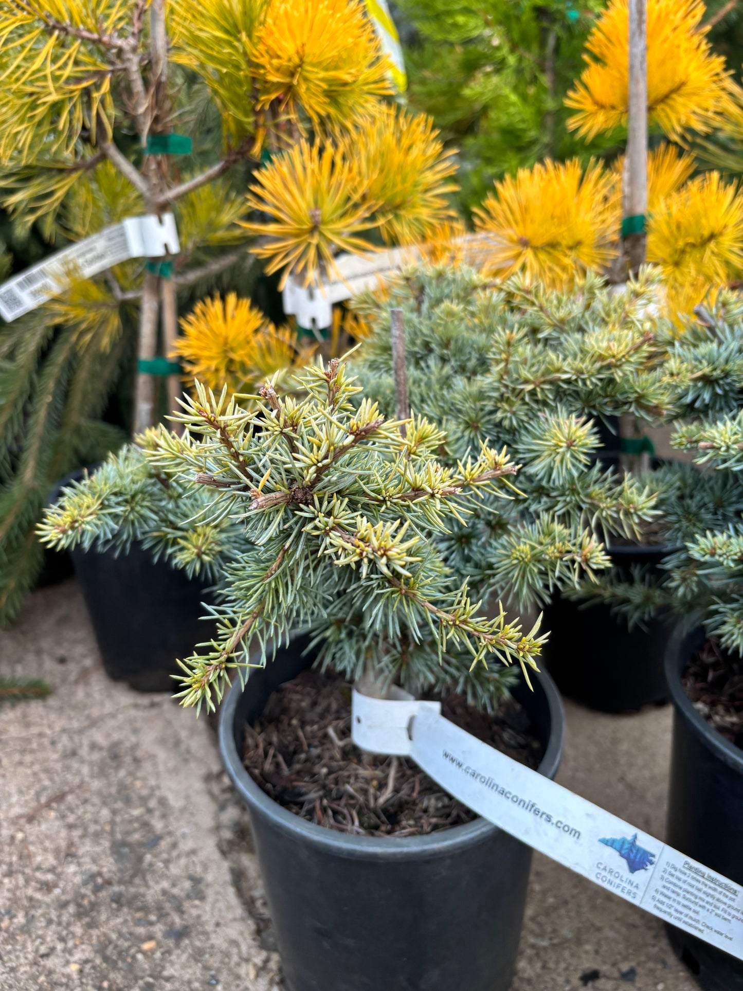 Cedrus atlantica ‘Sapphire Nymph’