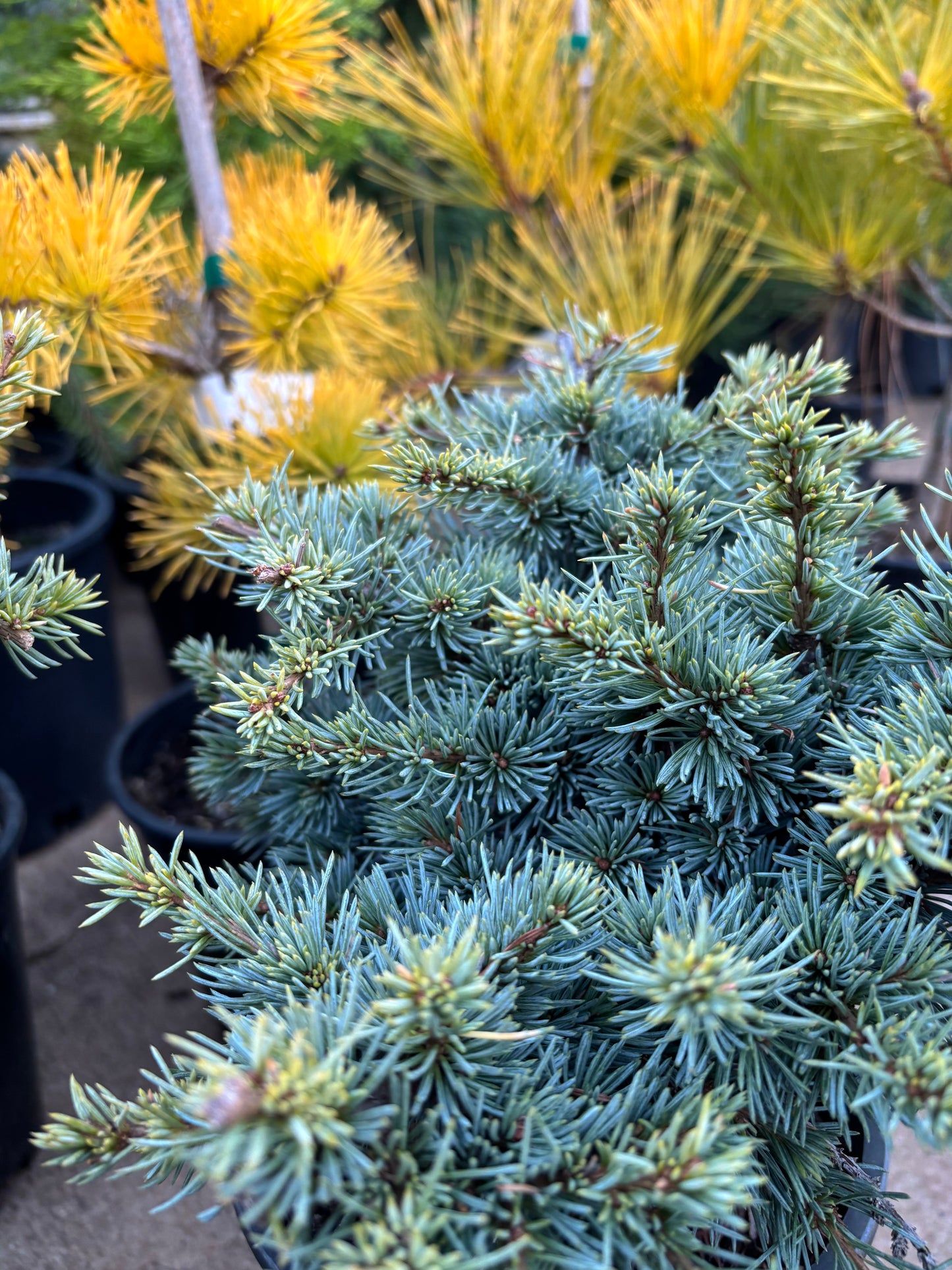 Cedrus atlantica ‘Sapphire Nymph’